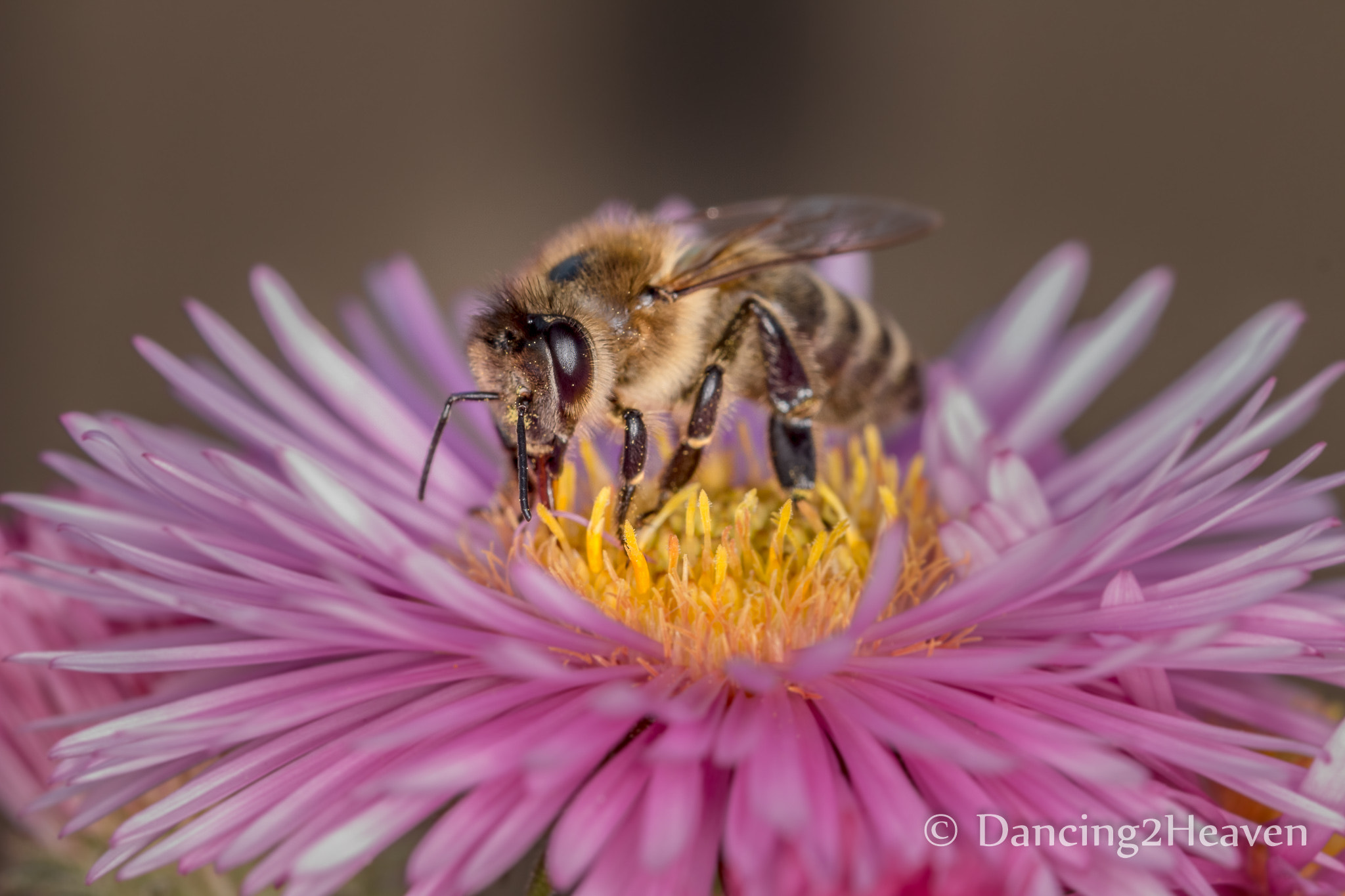 Canon EOS 700D (EOS Rebel T5i / EOS Kiss X7i) + Canon EF 100mm F2.8L Macro IS USM sample photo. Macro bee photography