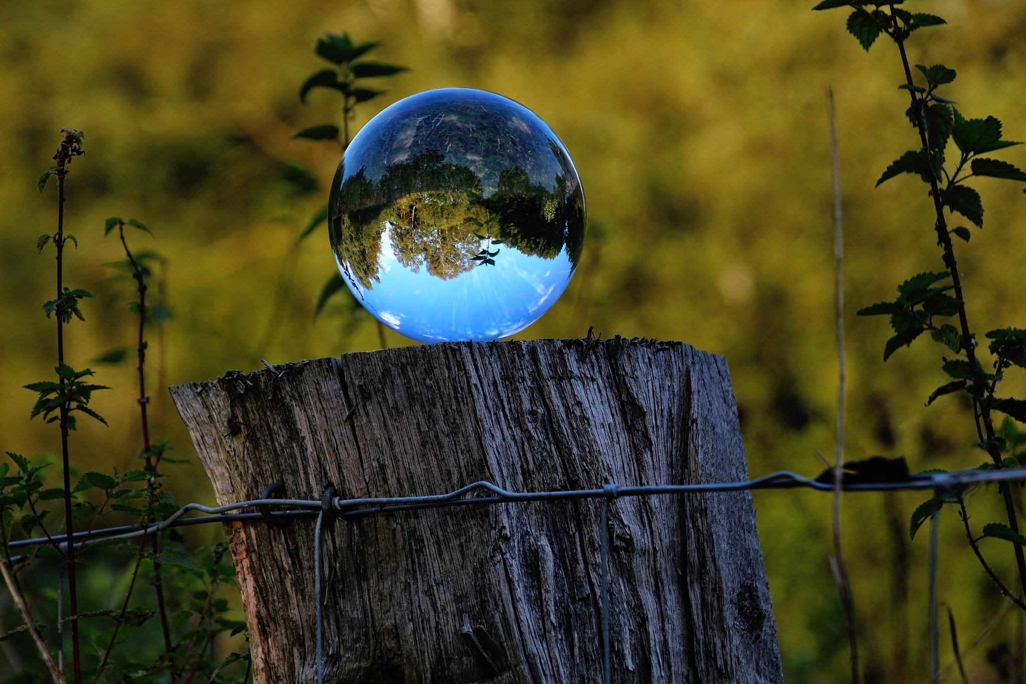 Canon EOS 650D (EOS Rebel T4i / EOS Kiss X6i) sample photo. Glasball photography photography