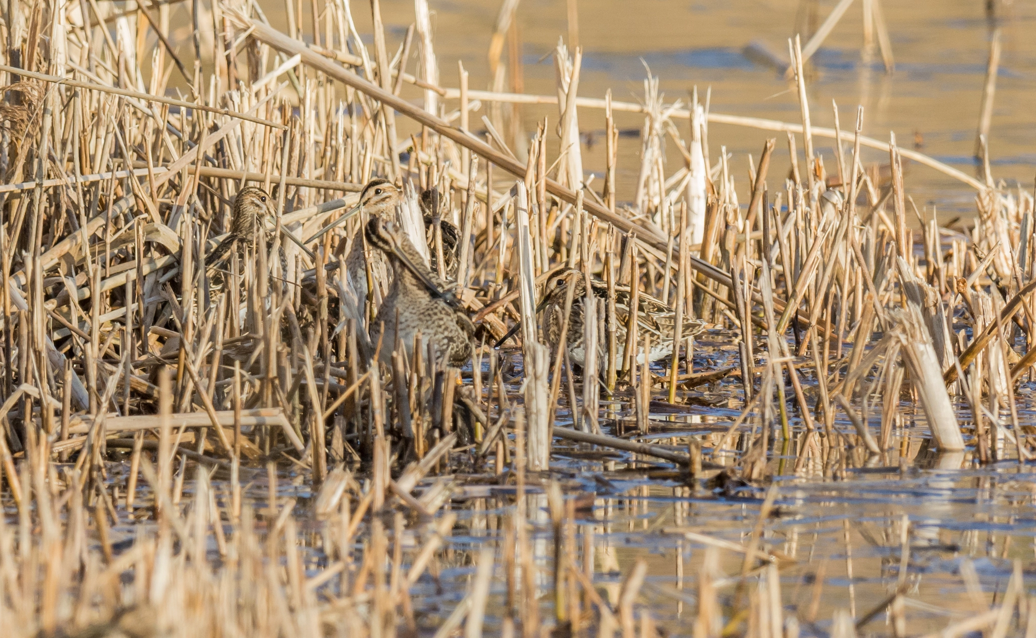 Nikon D7100 + Nikon AF-S Nikkor 500mm F4G ED VR sample photo. Watersnip - snipe photography