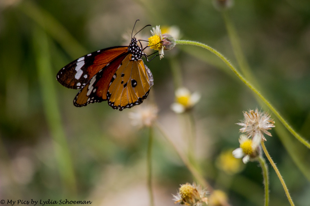 Sigma 150-500mm F5-6.3 DG OS HSM sample photo. Butterfly photography