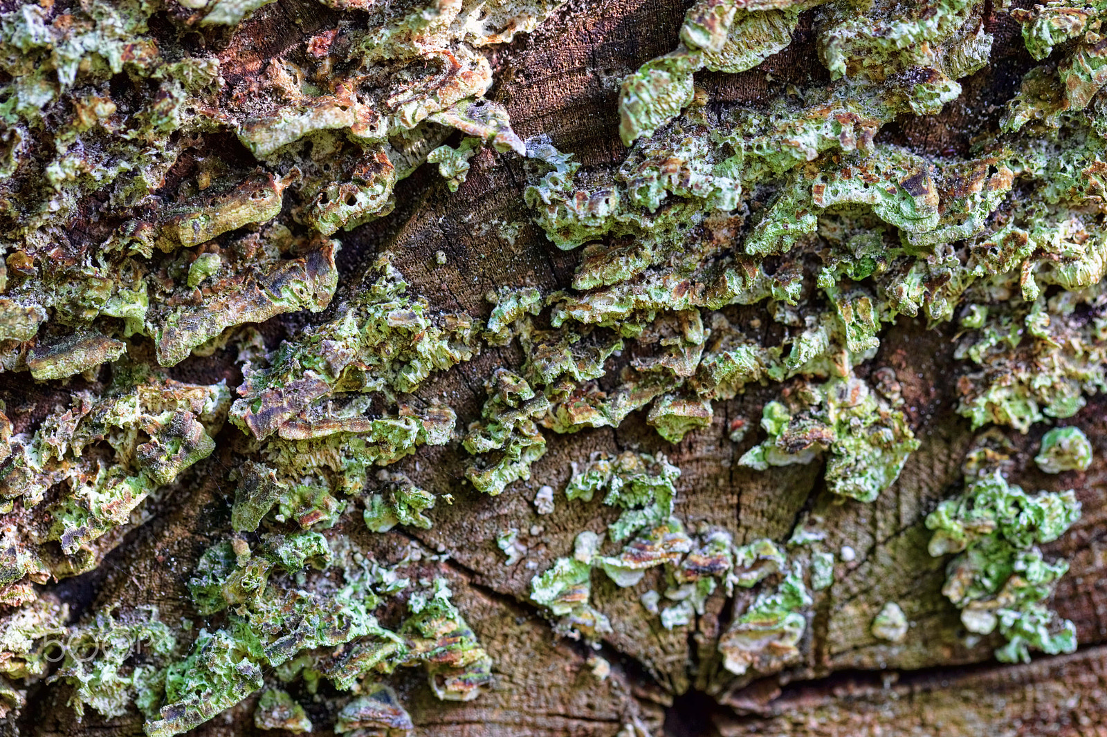 Canon EF 100mm F2.8L Macro IS USM sample photo. Mushrooms photography