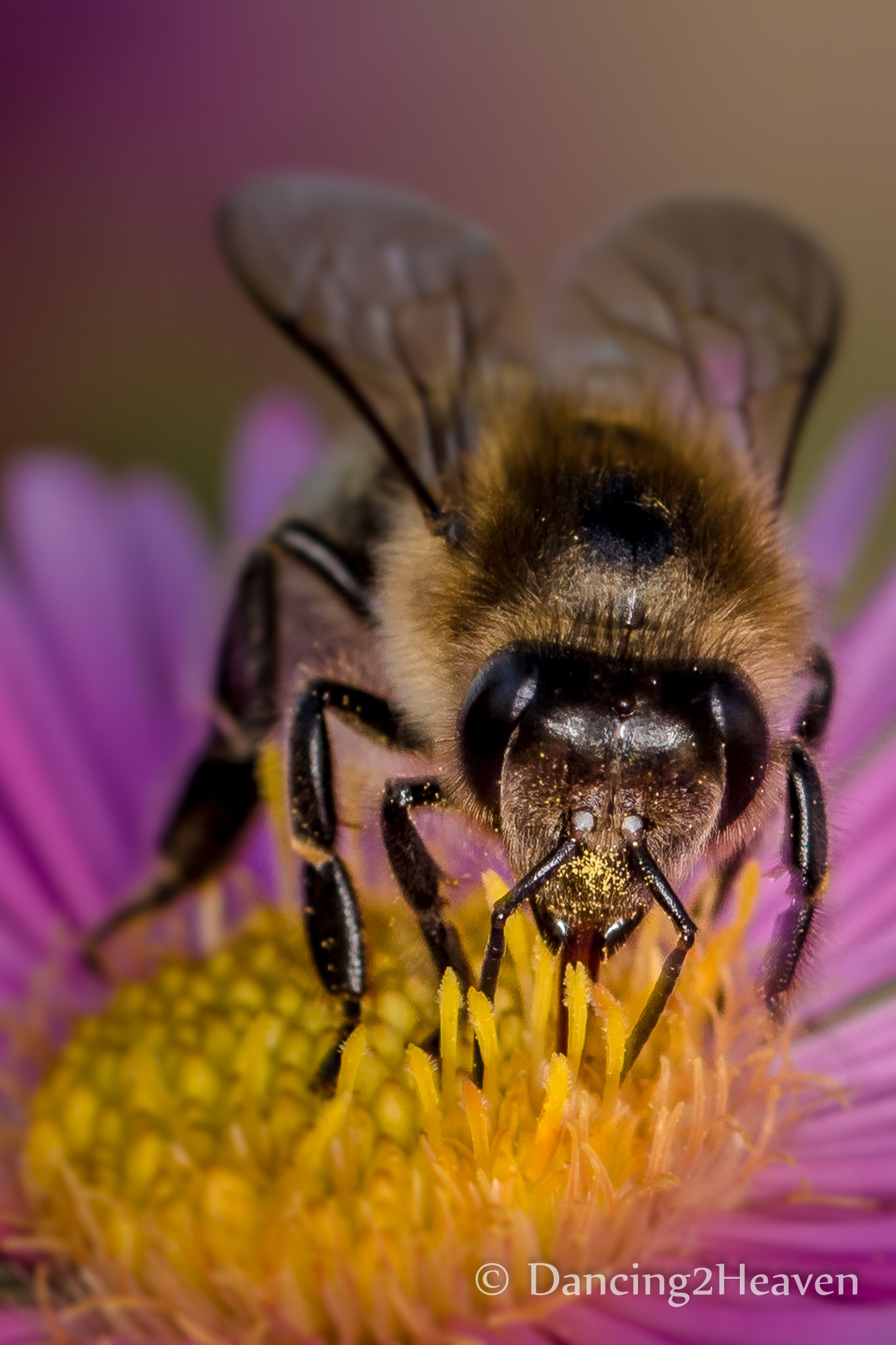 Canon EOS 700D (EOS Rebel T5i / EOS Kiss X7i) + Canon EF 100mm F2.8L Macro IS USM sample photo. Macro bee photography