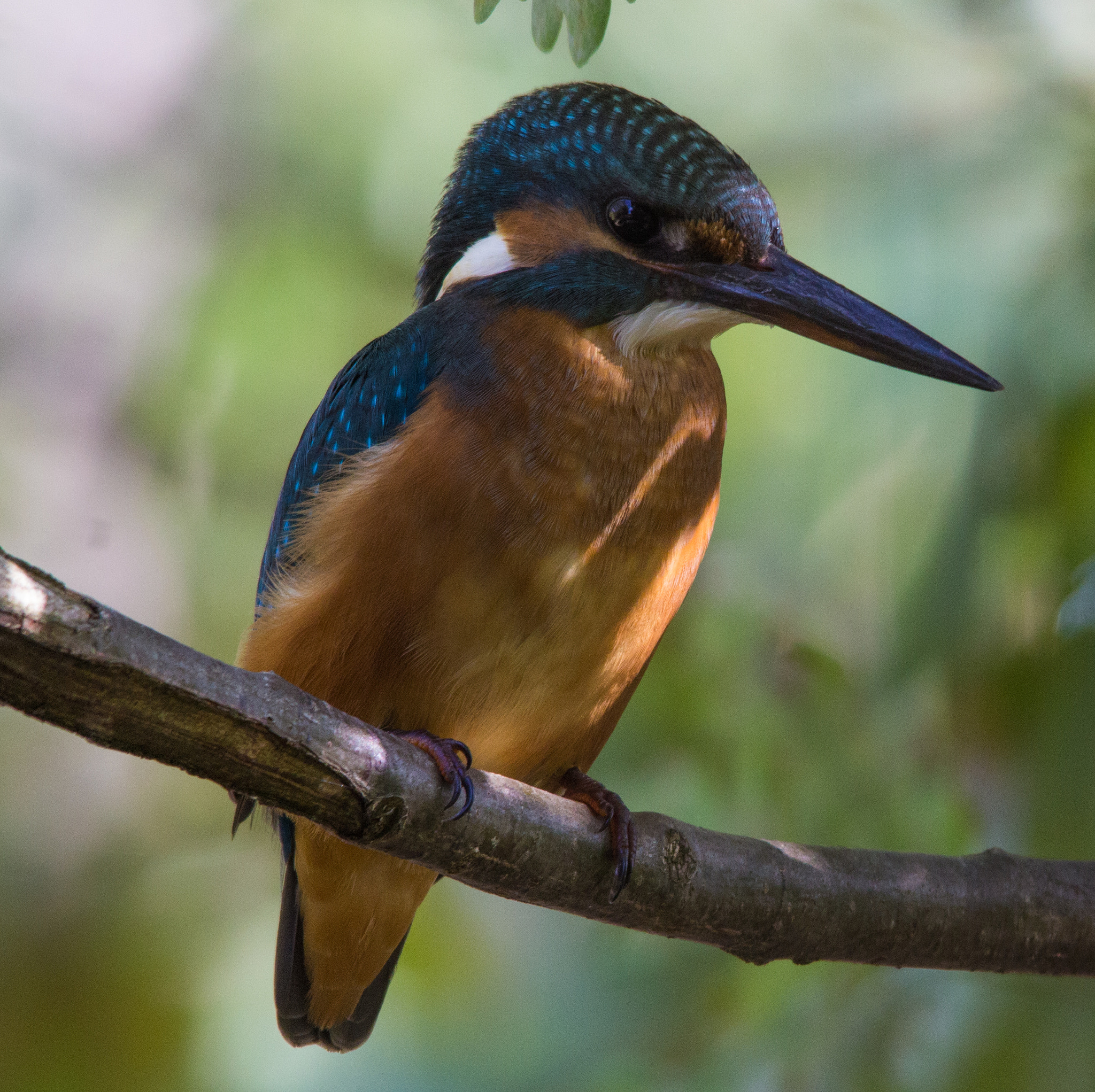 Sigma 150-500mm F5-6.3 DG OS HSM sample photo. Martin photography
