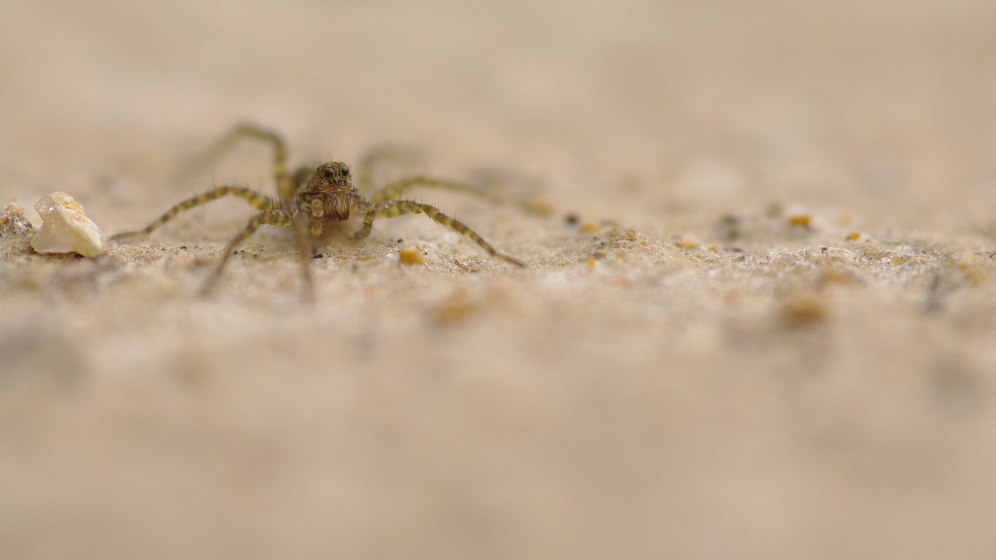 Pentax K-7 sample photo. Pardosa proxima - araignée loup photography