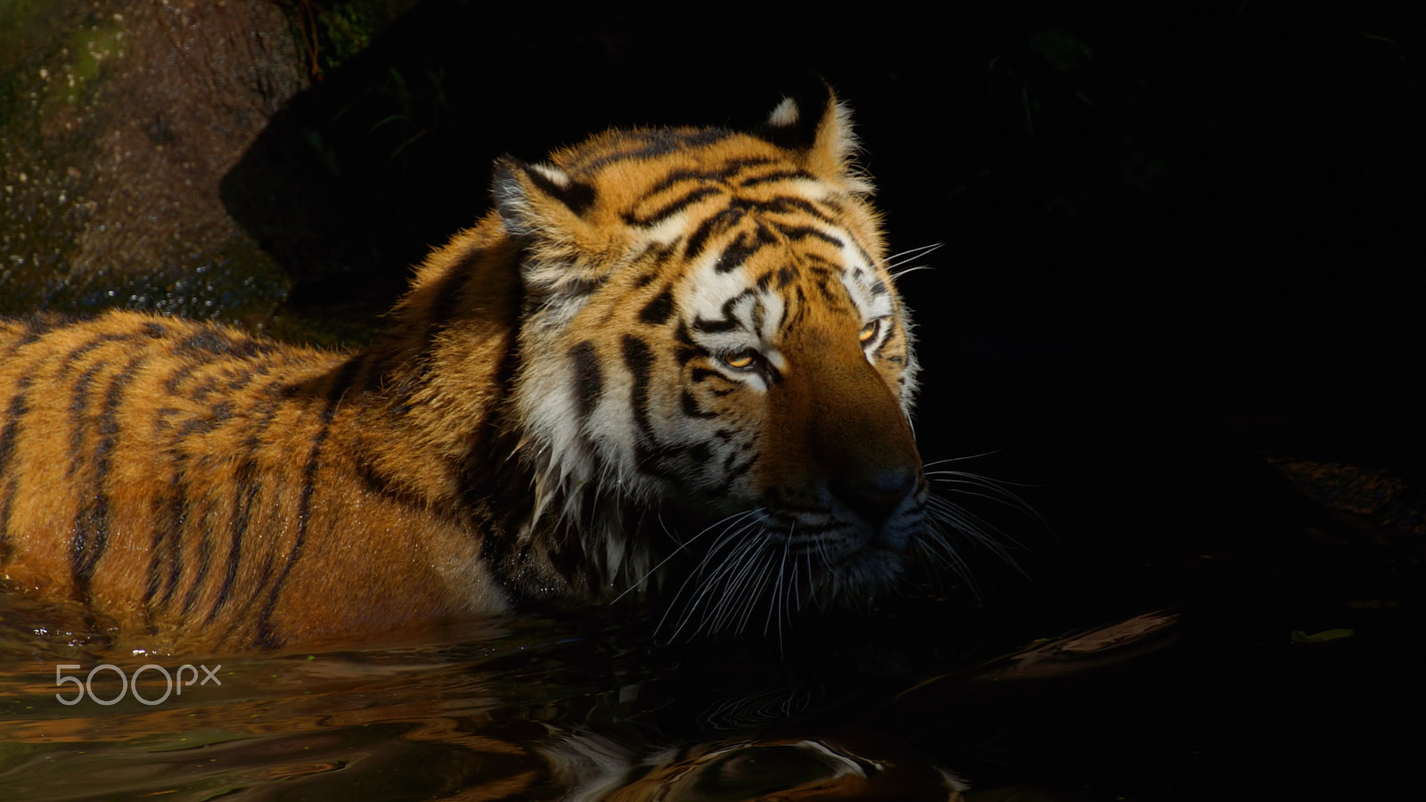 Tamron SP 70-300mm F4-5.6 Di USD sample photo. Sibirischer tiger photography