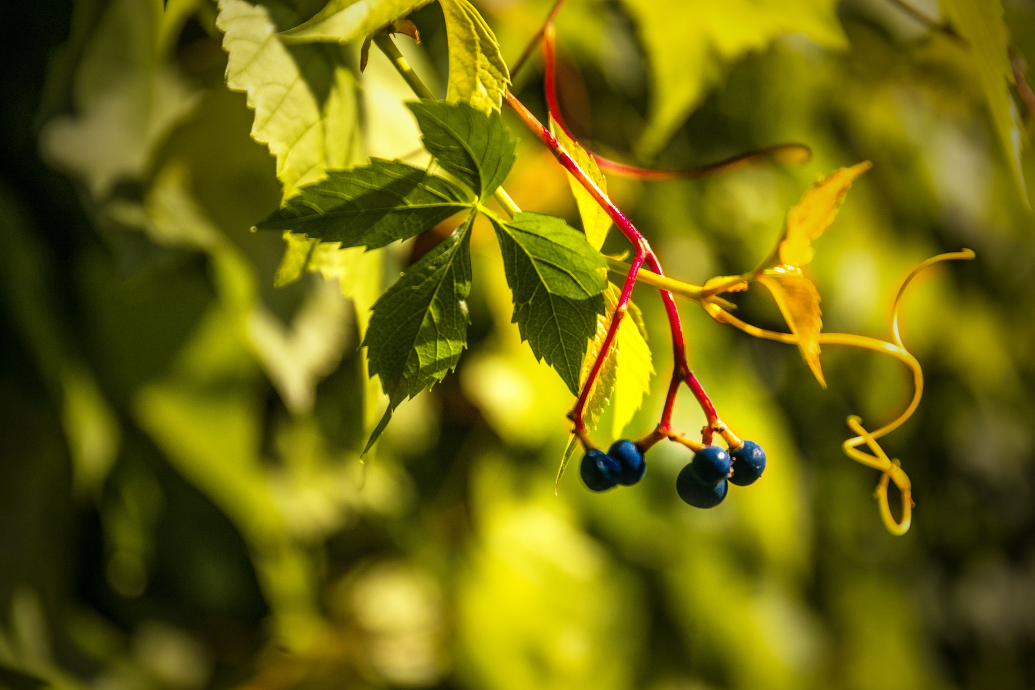 Sony a7 II + Canon EF 24-70mm F4L IS USM sample photo. Grape & vine photography