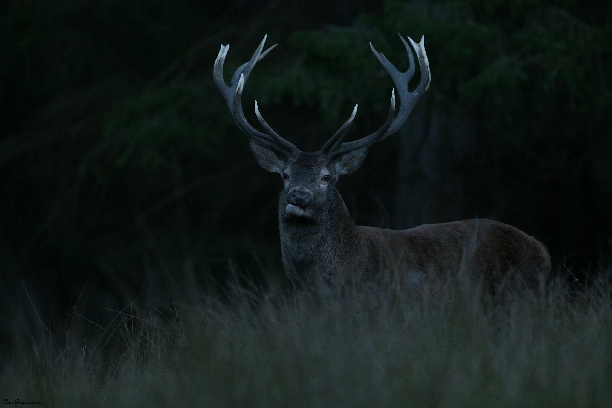 Canon EF 300mm F2.8L IS USM sample photo. Deer / cerf photography