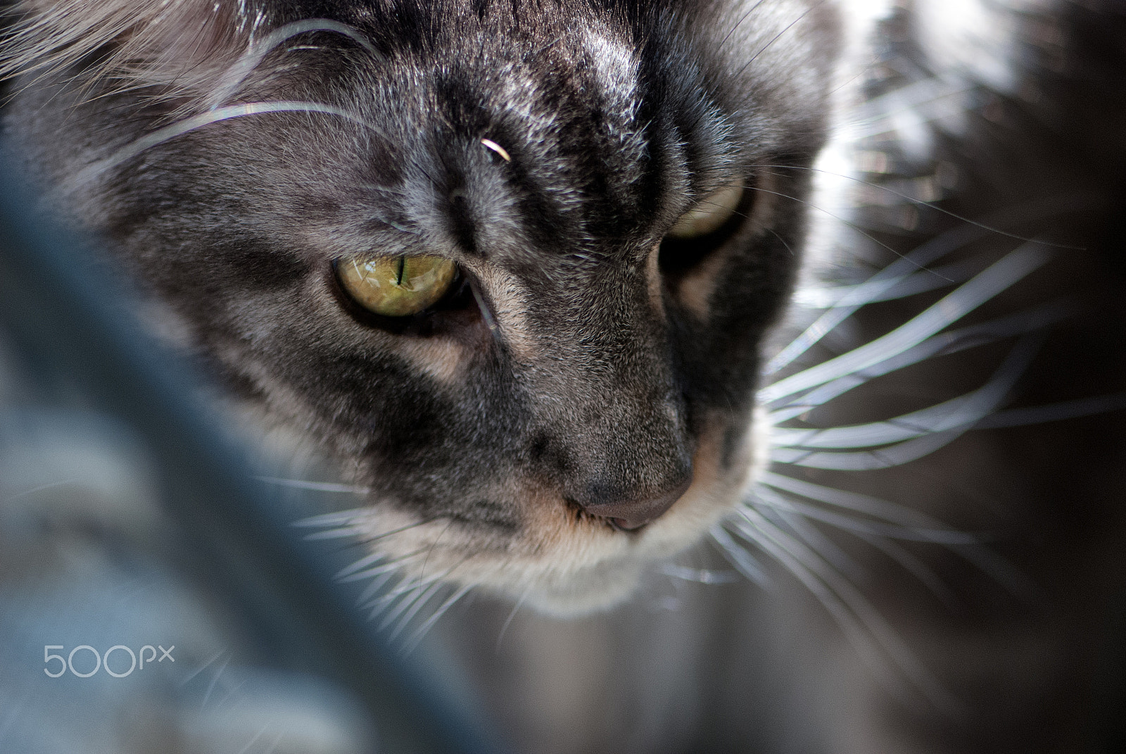 Nikon AF-S Micro-Nikkor 105mm F2.8G IF-ED VR sample photo. A l'affût photography