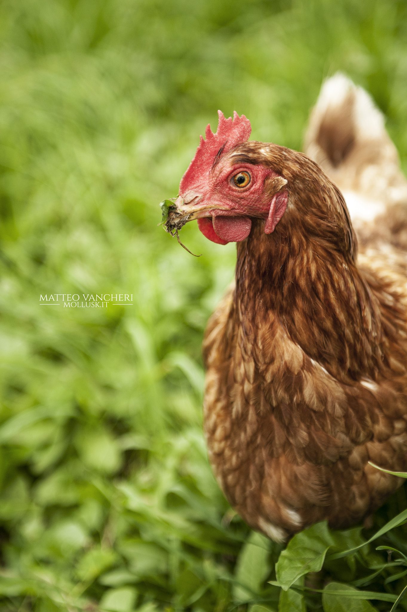 Nikon D700 + Sigma 24-70mm F2.8 EX DG Macro sample photo. Gallina photography