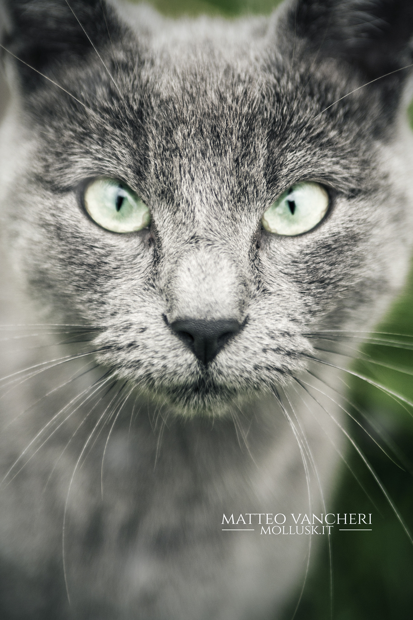 Nikon D700 + Sigma 24-70mm F2.8 EX DG Macro sample photo. Gatto grigio di maria photography