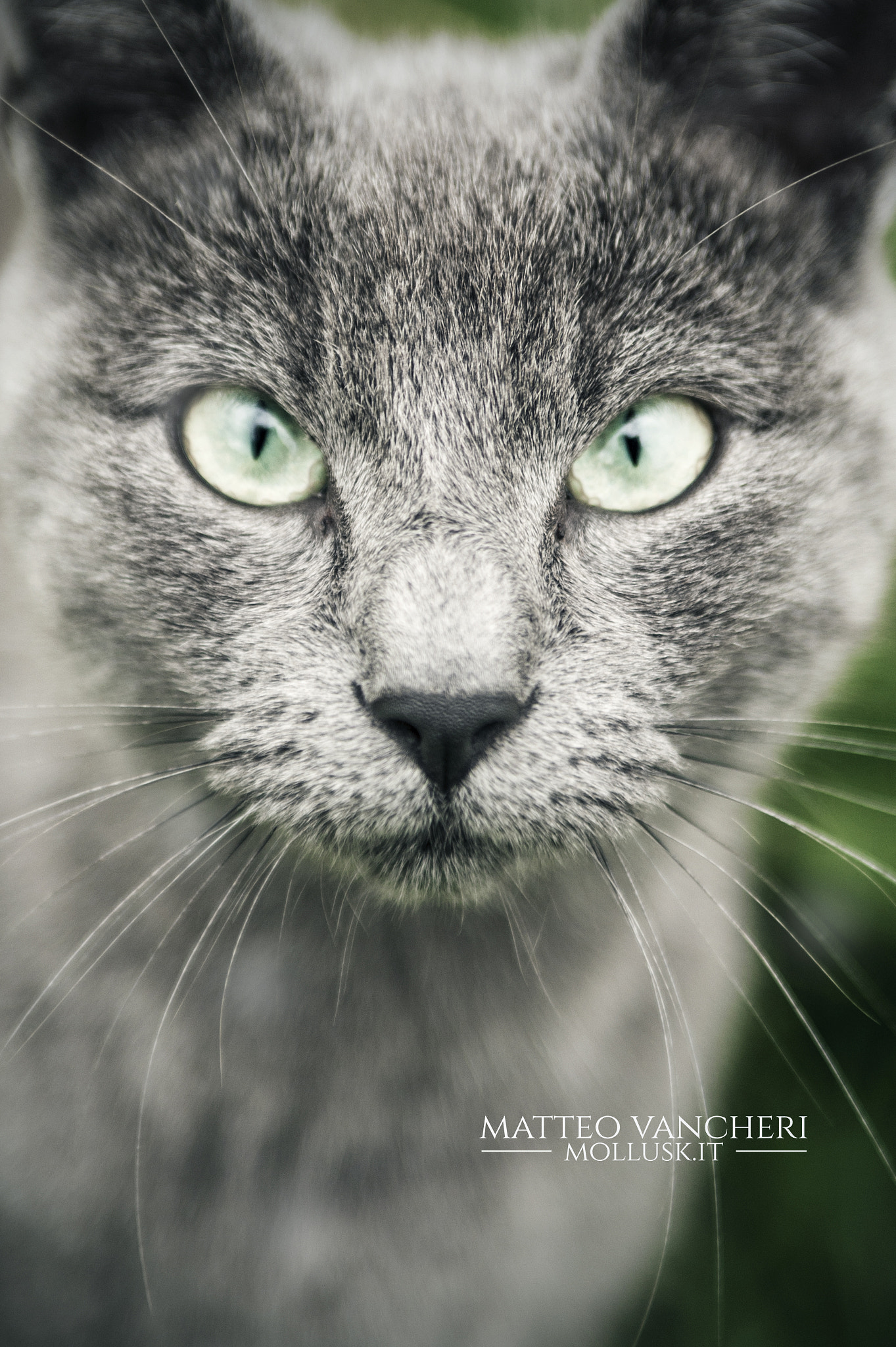 Nikon D700 sample photo. Gatto grigio di maria photography