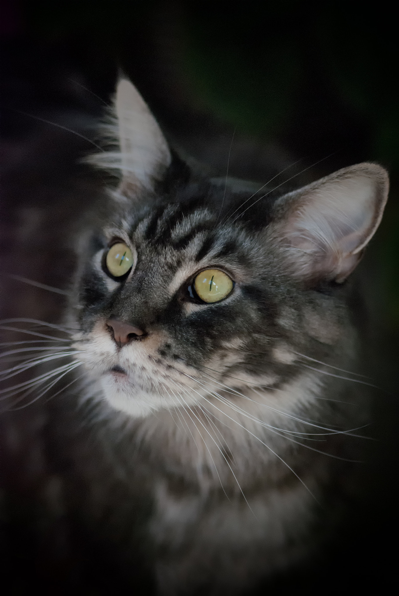Nikon AF-S Micro-Nikkor 105mm F2.8G IF-ED VR sample photo. Goliath ii photography
