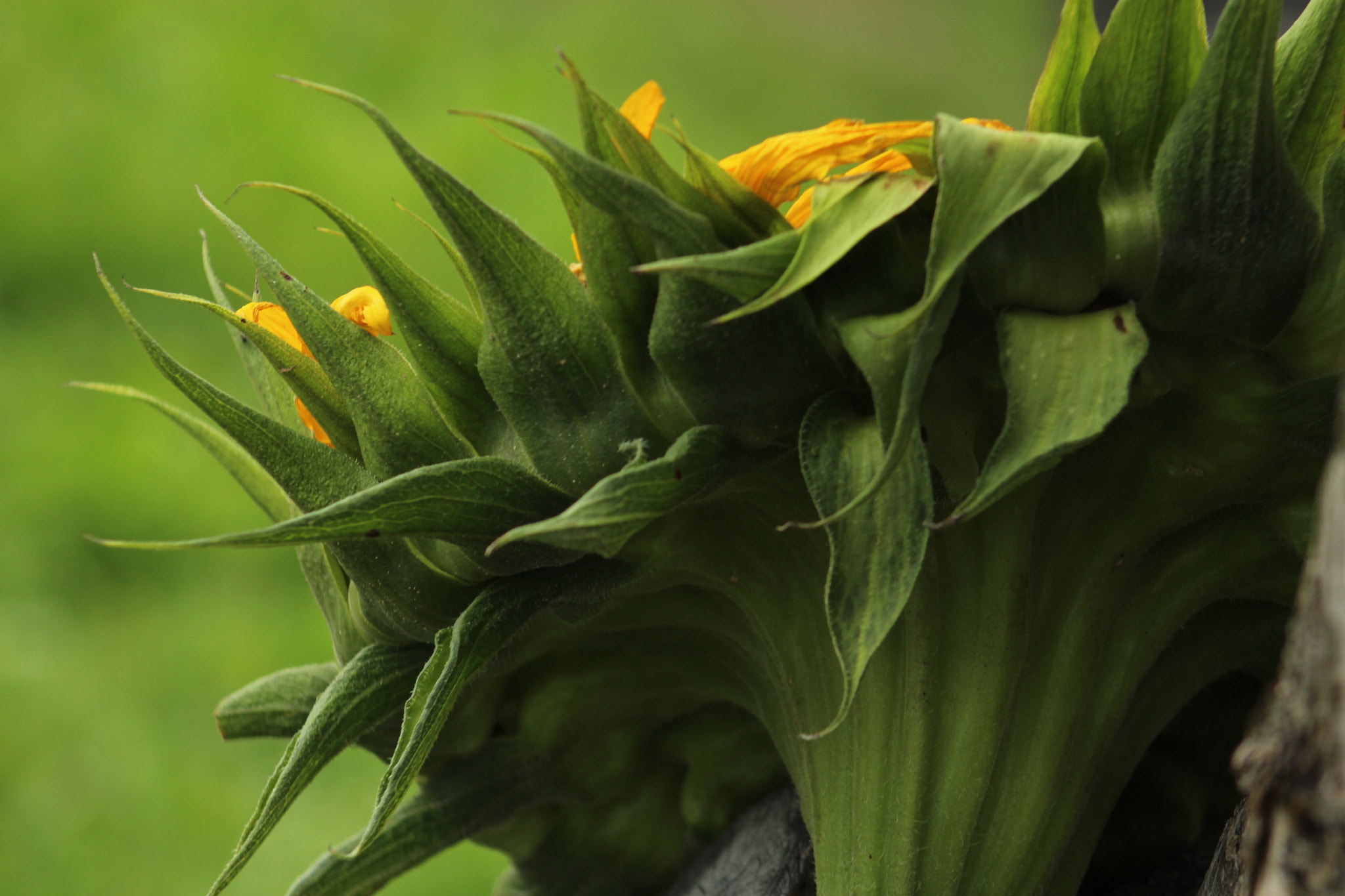 Canon EF 75-300mm f/4-5.6 USM sample photo. Faded sunflower photography