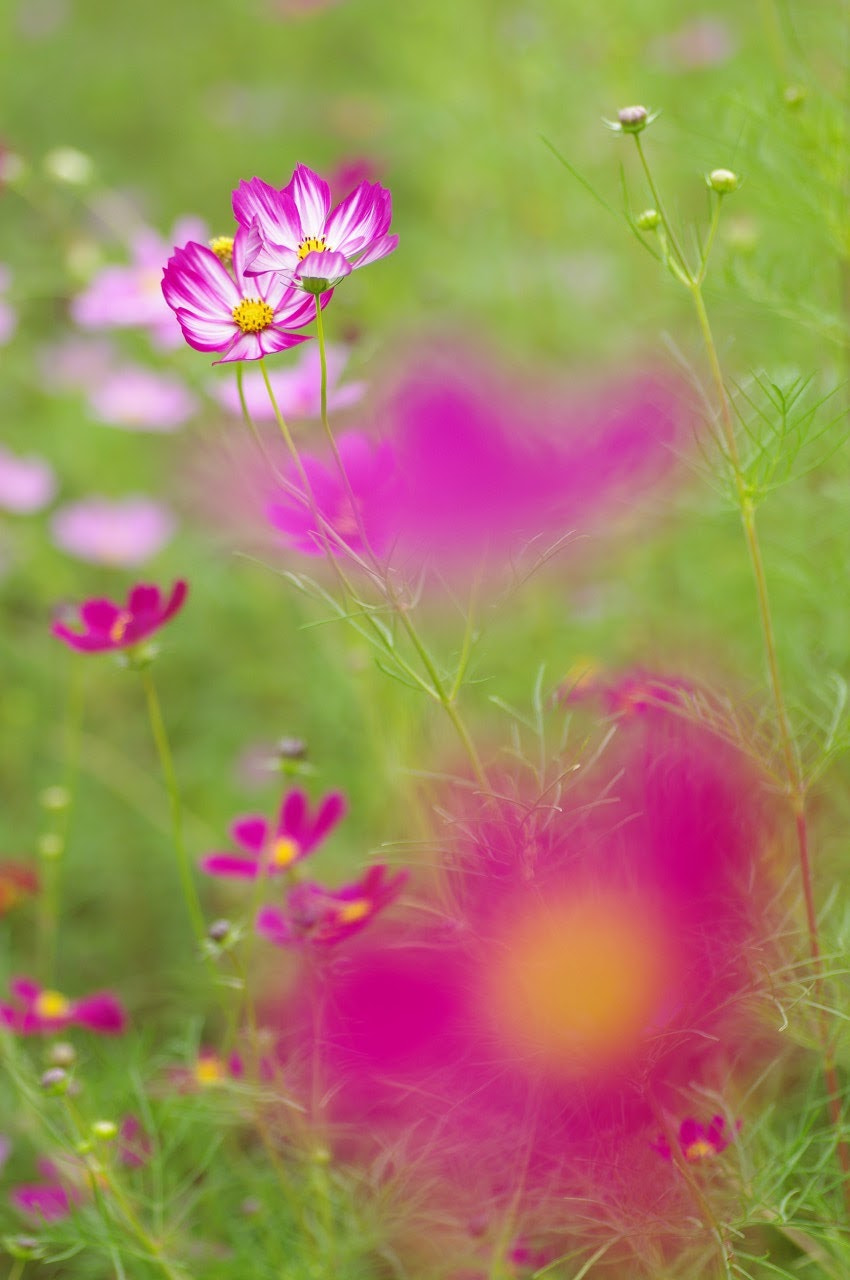 Pentax K-x + Tamron SP AF 90mm F2.8 Di Macro sample photo. コスモスの花 photography