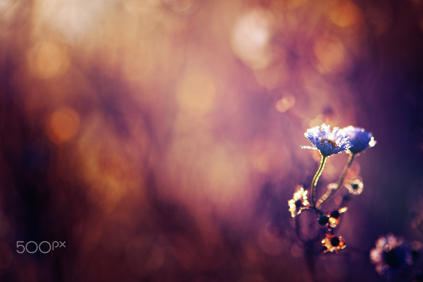 Nikon AF-S Micro-Nikkor 105mm F2.8G IF-ED VR sample photo. Quelque part au paradis photography