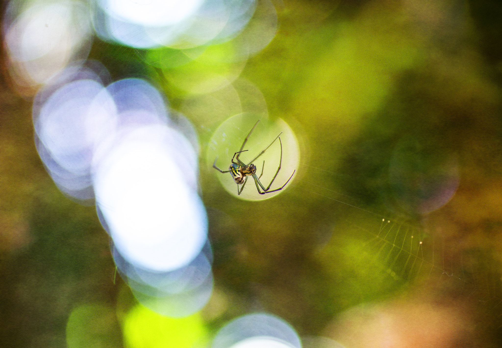 Canon EF 50mm F2.5 Macro sample photo. Follow the reaper photography