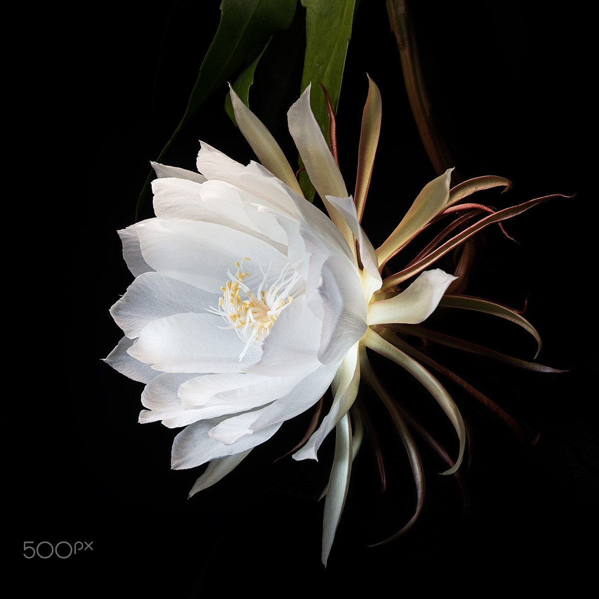 Sony Alpha a99 sample photo. Blooming in light iv photography
