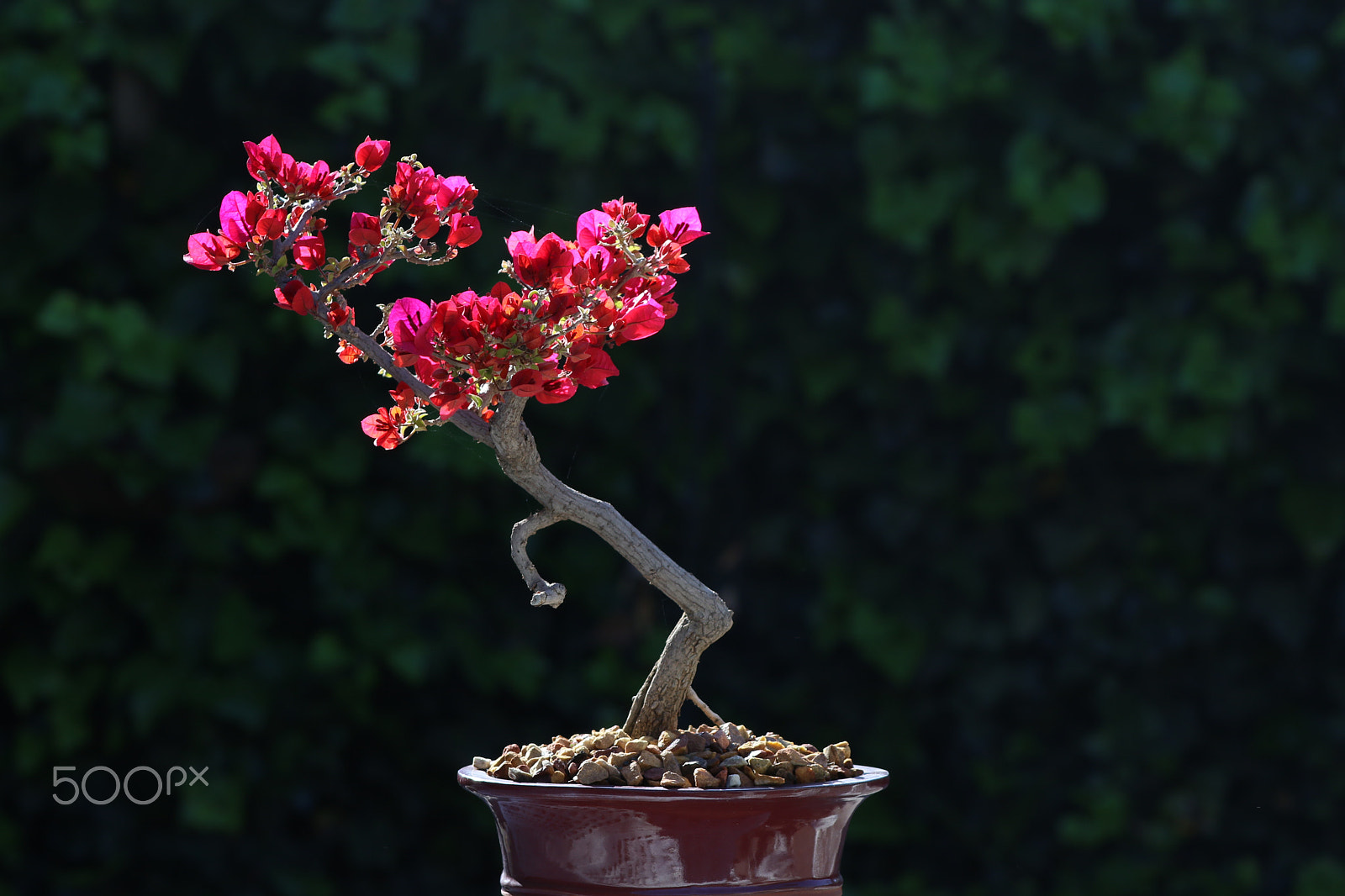 EF75-300mm f/4-5.6 sample photo. My bougainvillea bonsai photography
