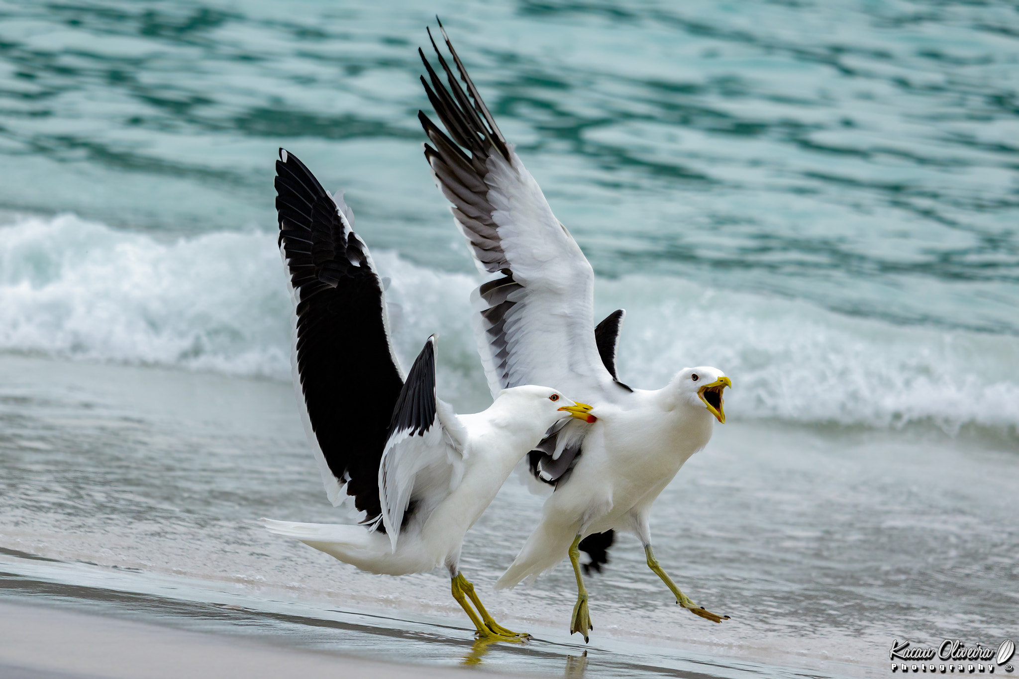 Canon EF-S 55-250mm F4-5.6 IS STM sample photo. Kelp gull - larus dominicanus photography