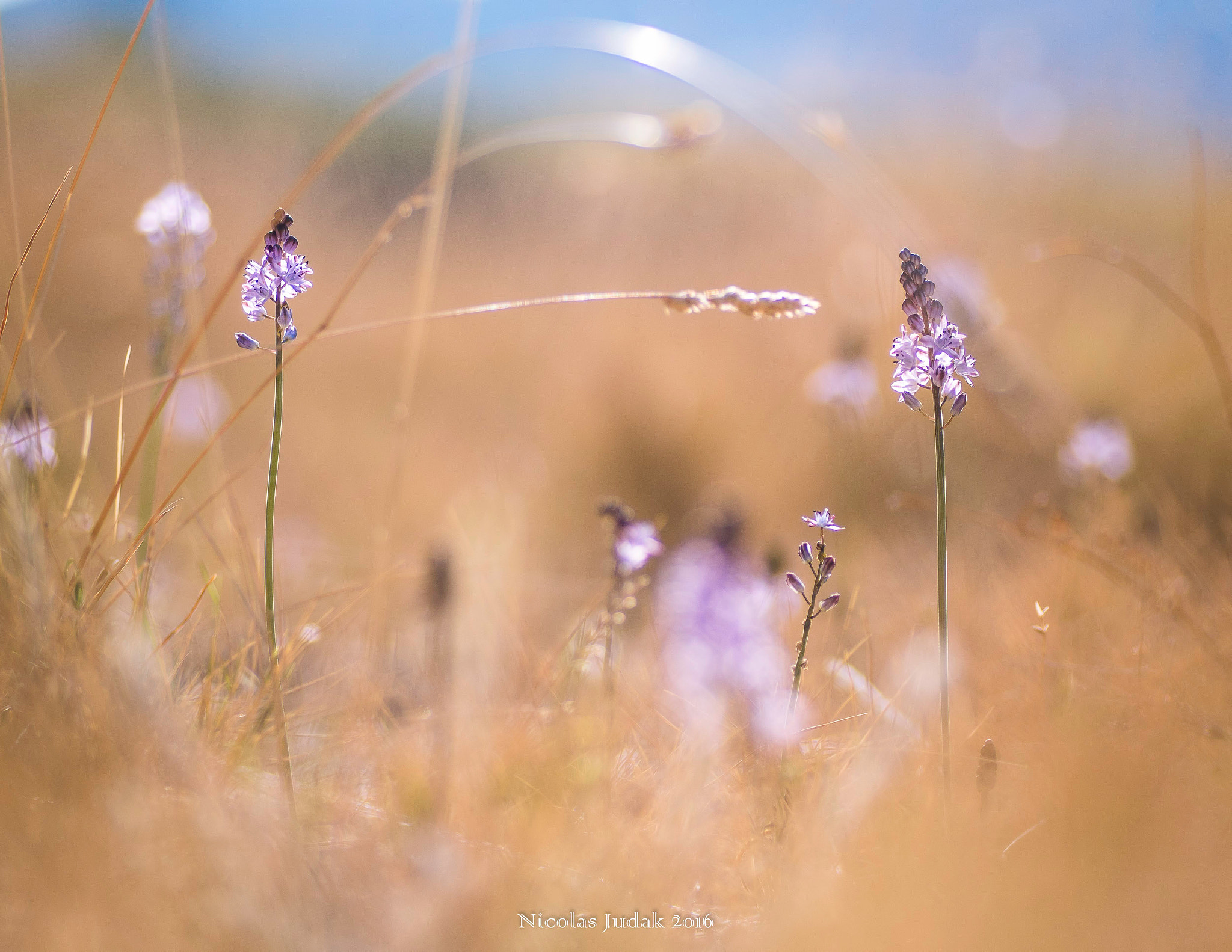 Canon EOS 7D Mark II + Tamron SP AF 90mm F2.8 Di Macro sample photo. Fleurs photography