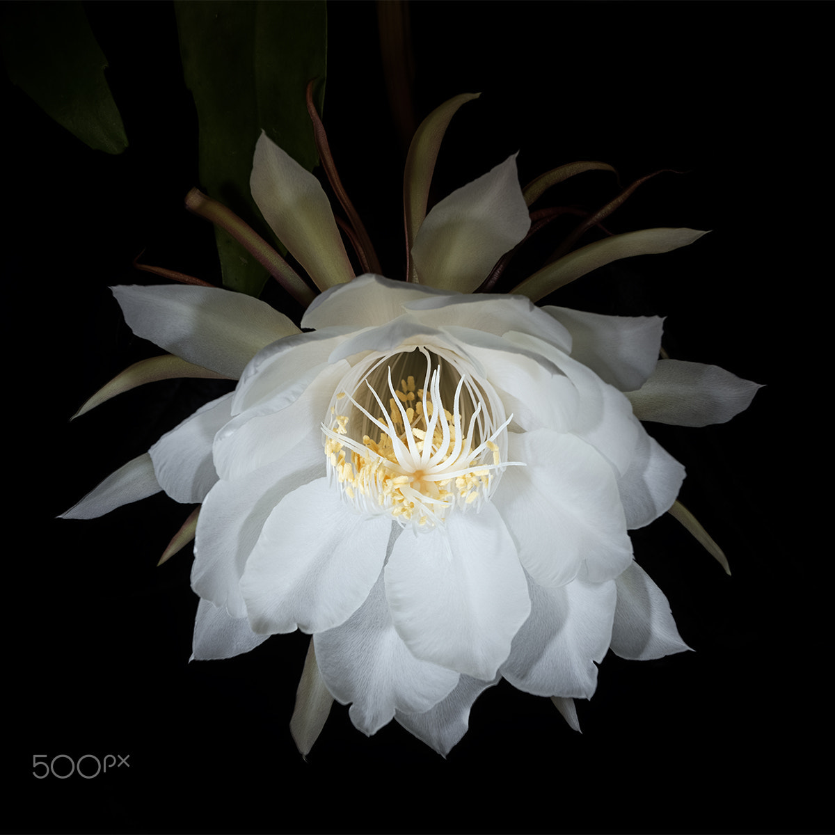 Sony Alpha a99 sample photo. Blooming in light v photography