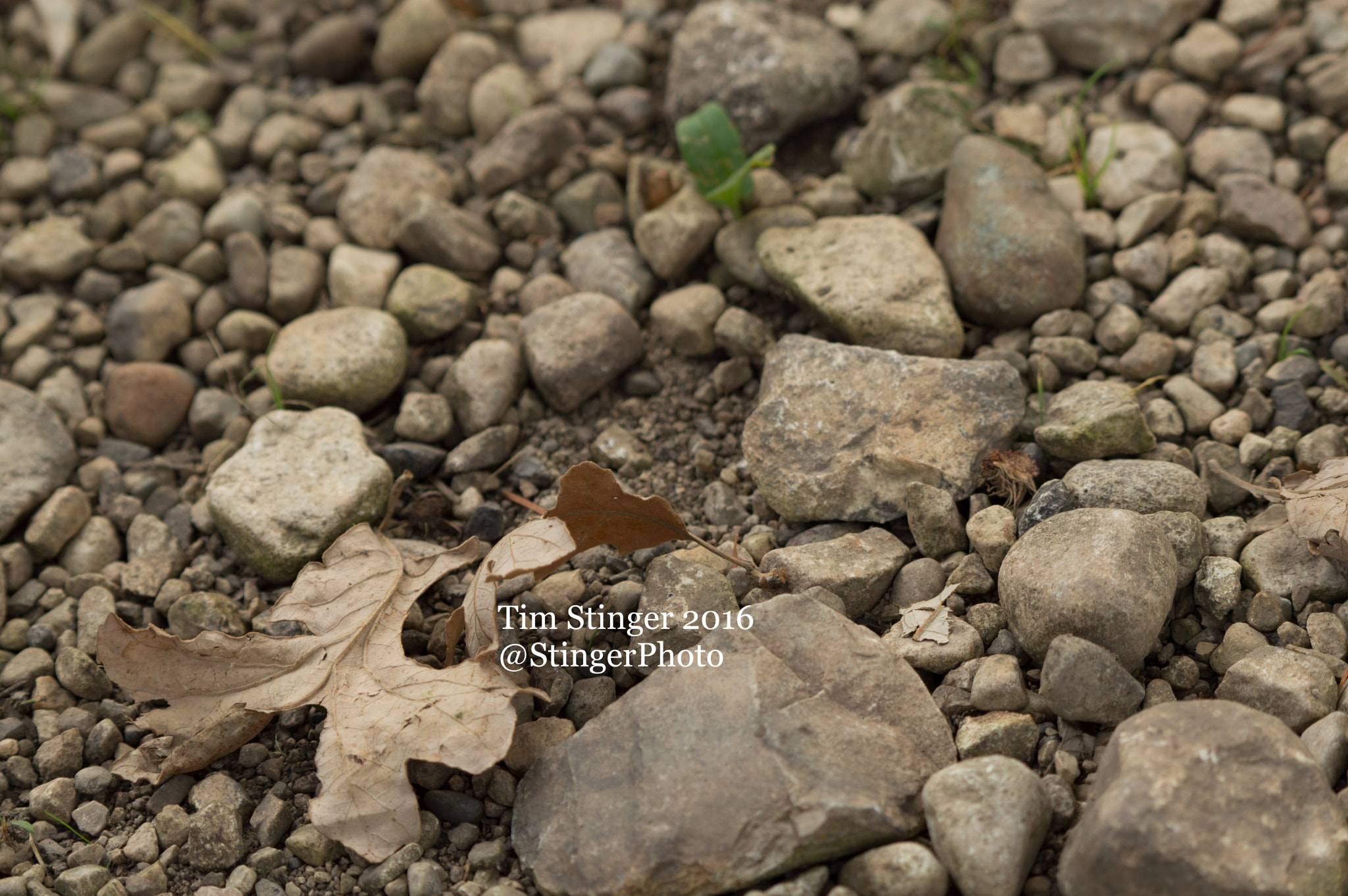 Nikon D3200 sample photo. Rocky leaf (1) photography
