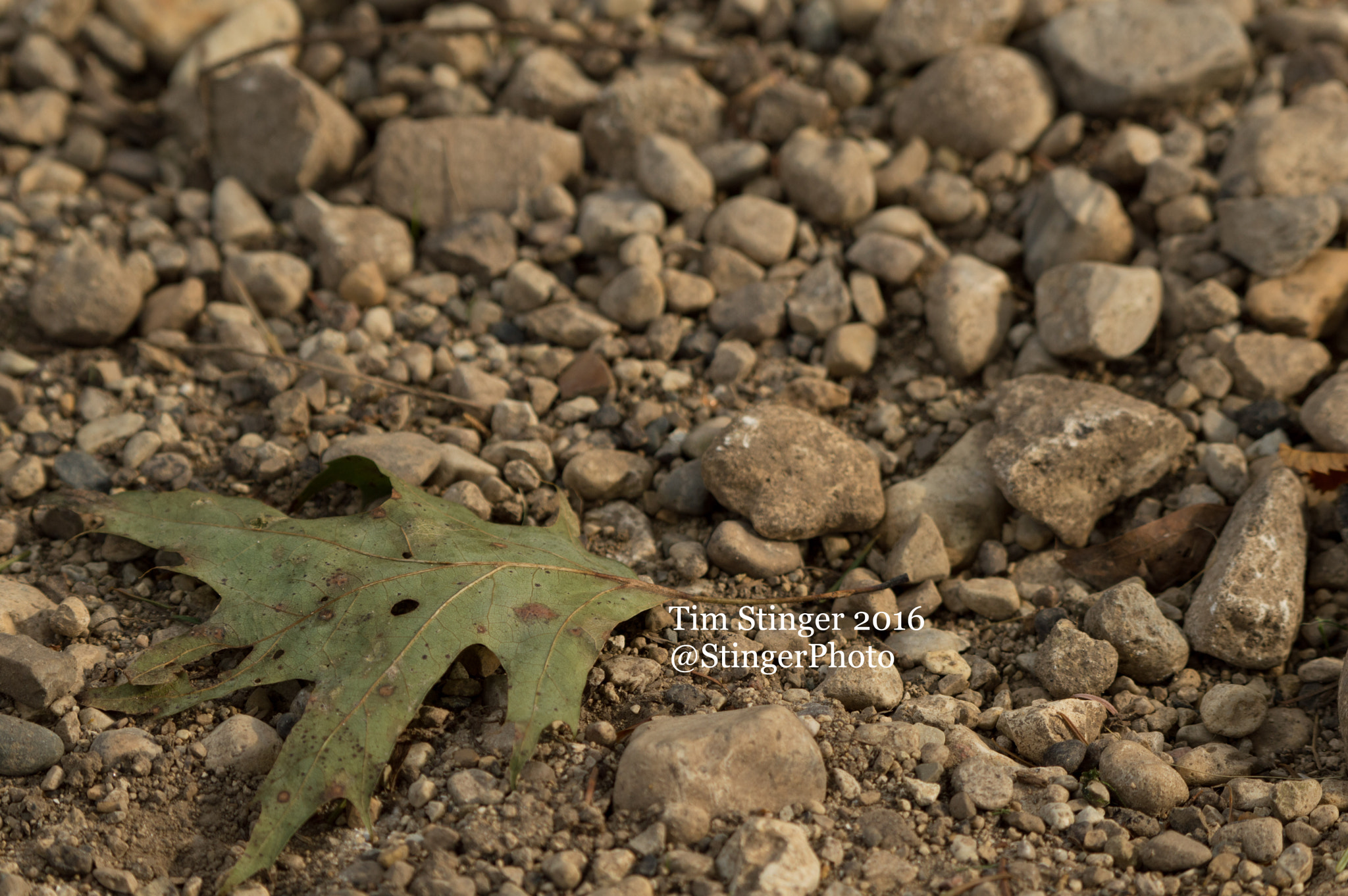 Nikon D3200 sample photo. Rocky leaf (2) photography