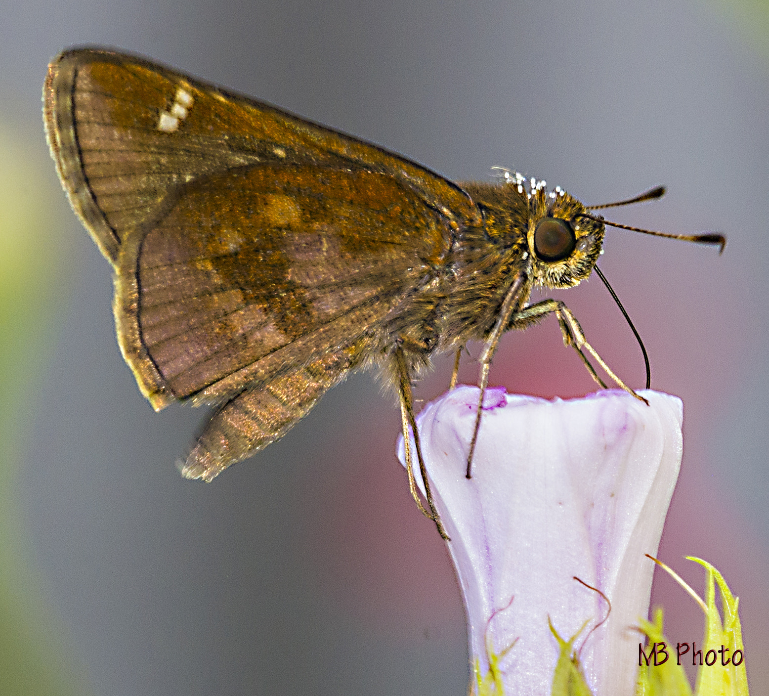 Nikon D600 + Nikon AF Micro-Nikkor 200mm F4D ED-IF sample photo. Dun skipper butterfly photography