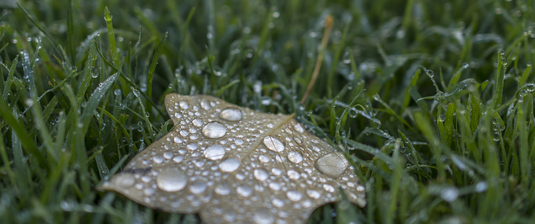 Sony Alpha NEX-6 sample photo. Falling leaf after rain photography