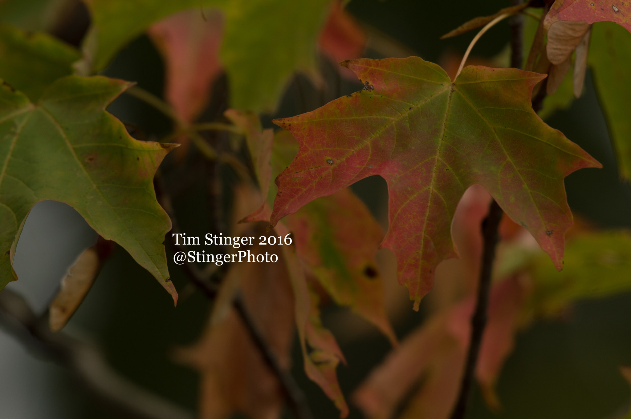 Nikon D3200 sample photo. Leaf in transition photography