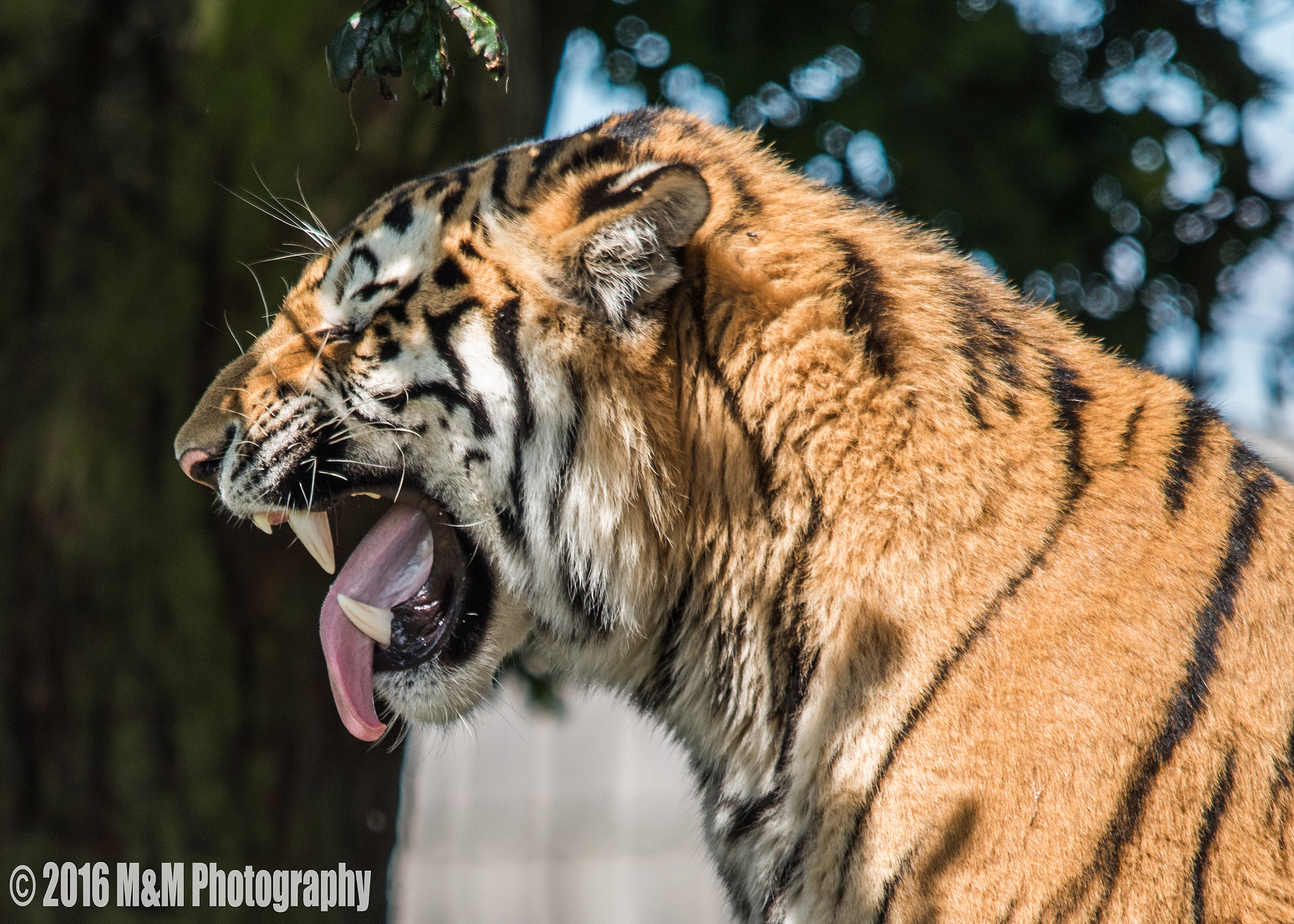 Sigma 150-500mm F5-6.3 DG OS HSM sample photo. Tiger photography