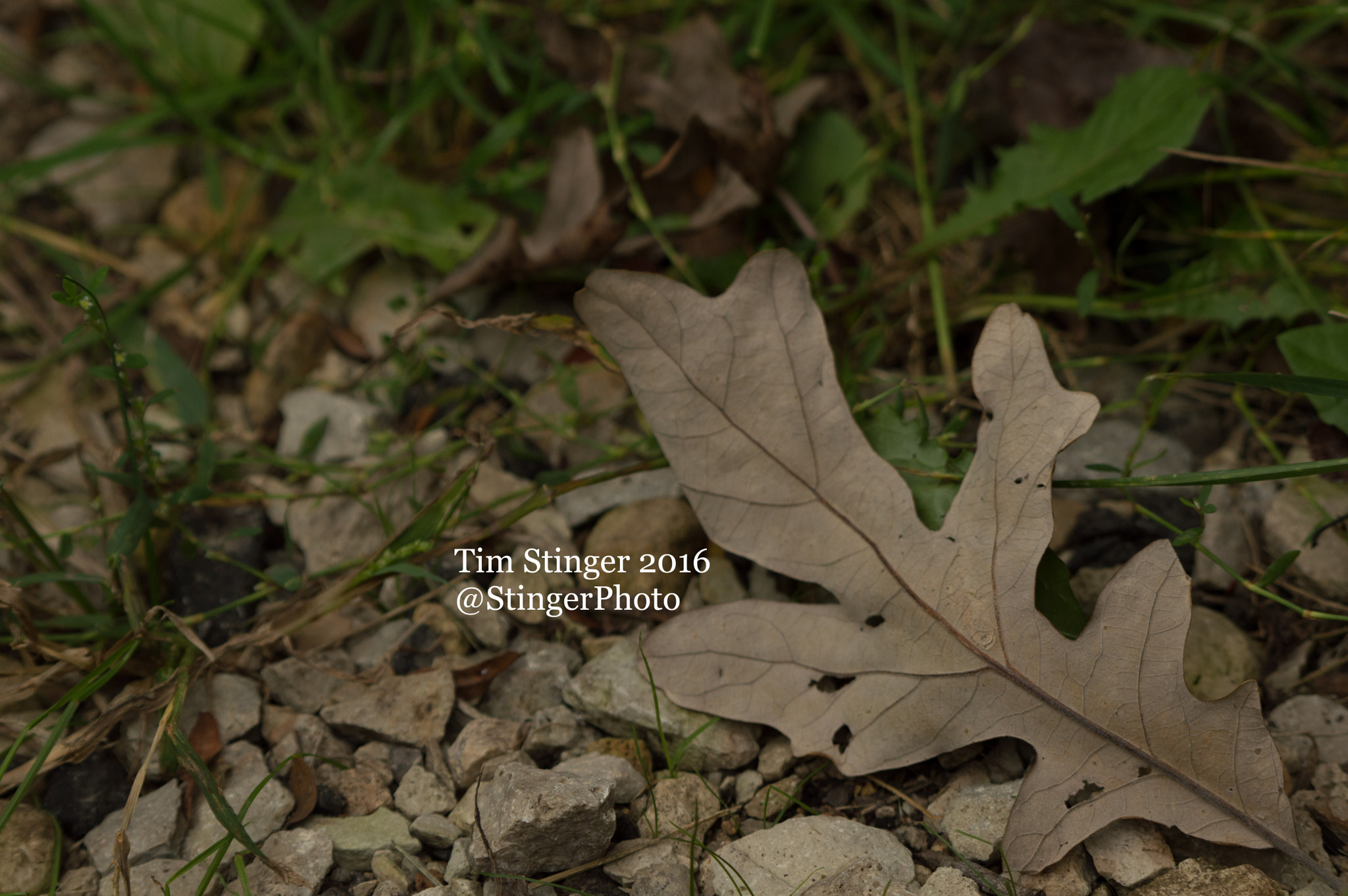 Nikon AF-S Nikkor 200-500mm F5.6E ED VR sample photo. Rocky leaf (3) photography
