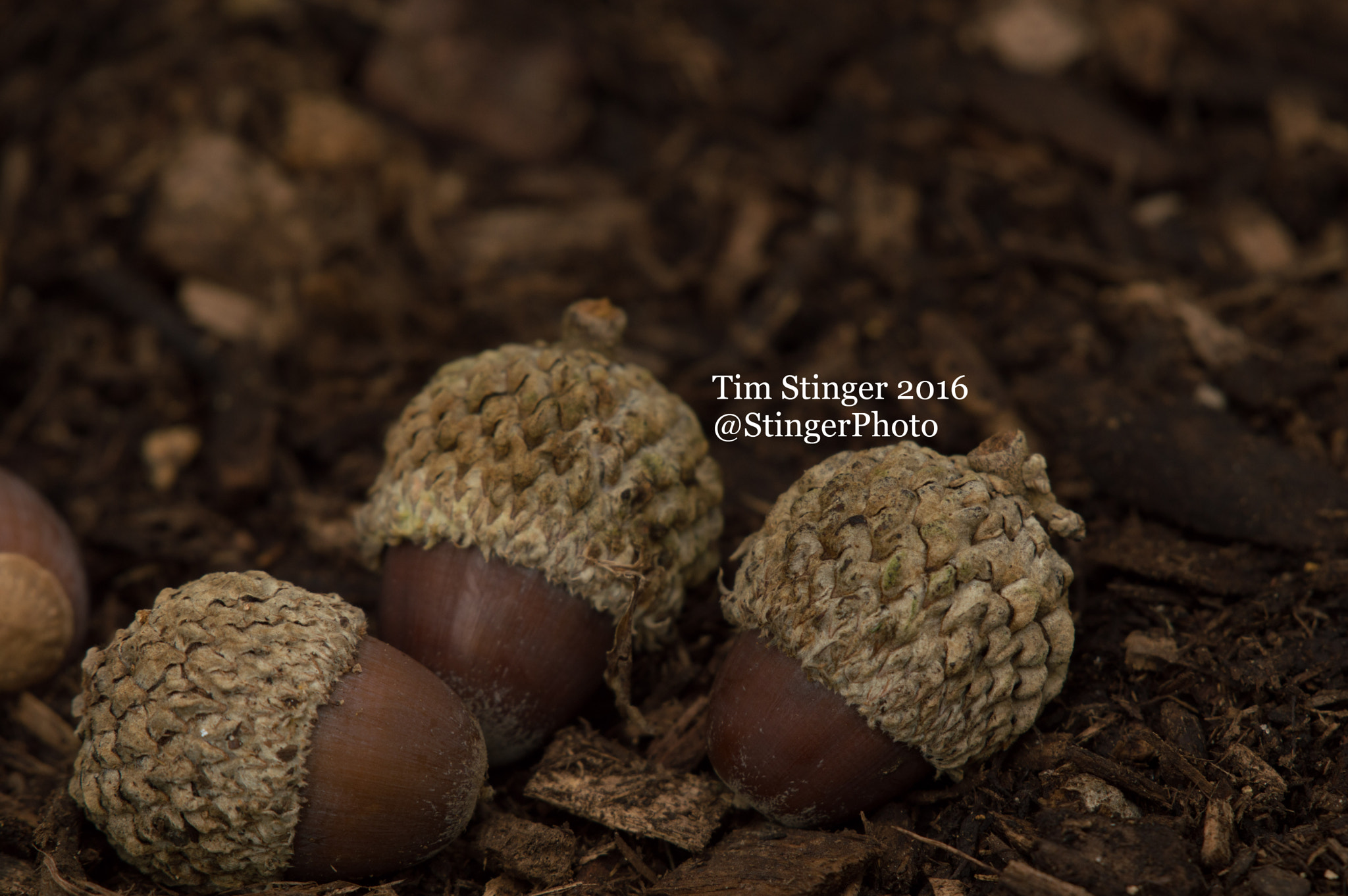 Nikon AF-S Nikkor 200-500mm F5.6E ED VR sample photo. Acorns photography