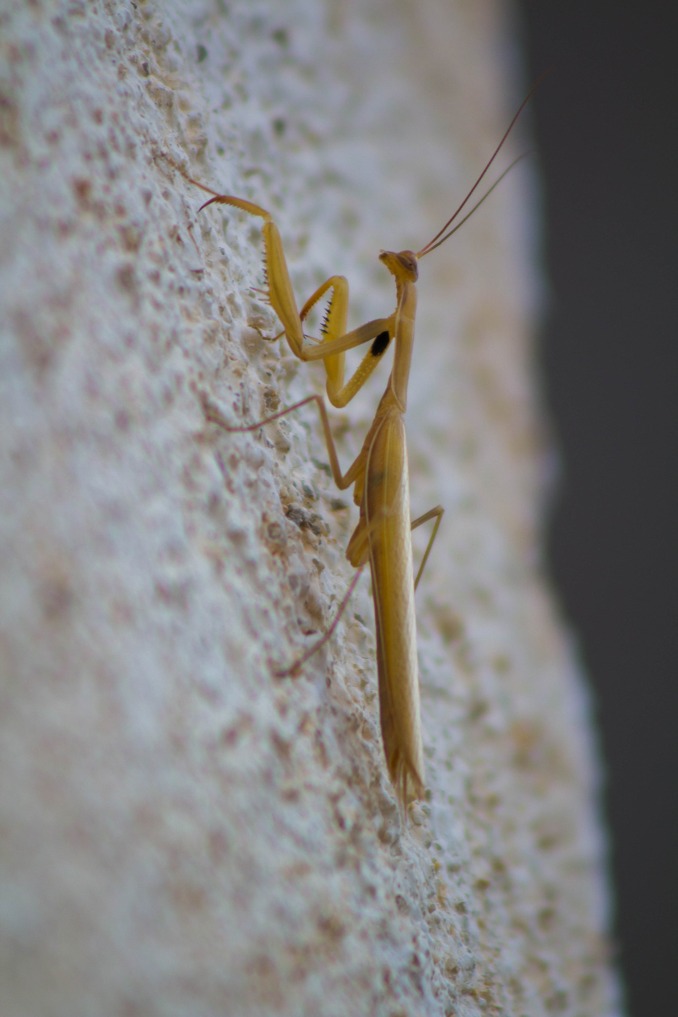 Canon EF 100-300mm f/5.6 sample photo. The mantis photography