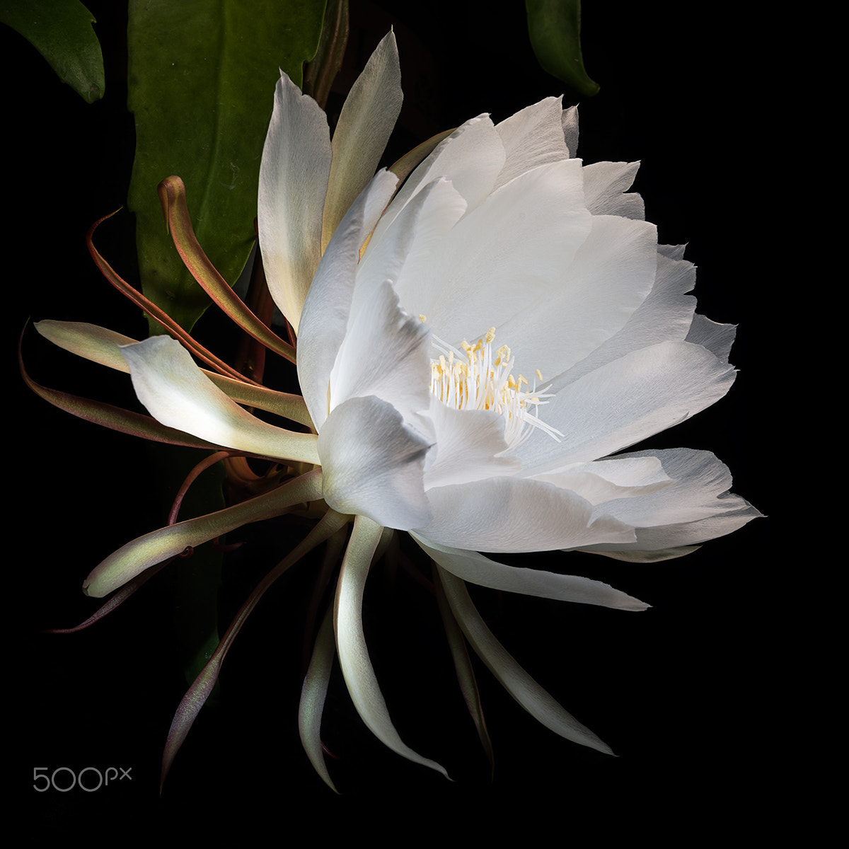 Sony Alpha a99 sample photo. Blooming in light vi photography