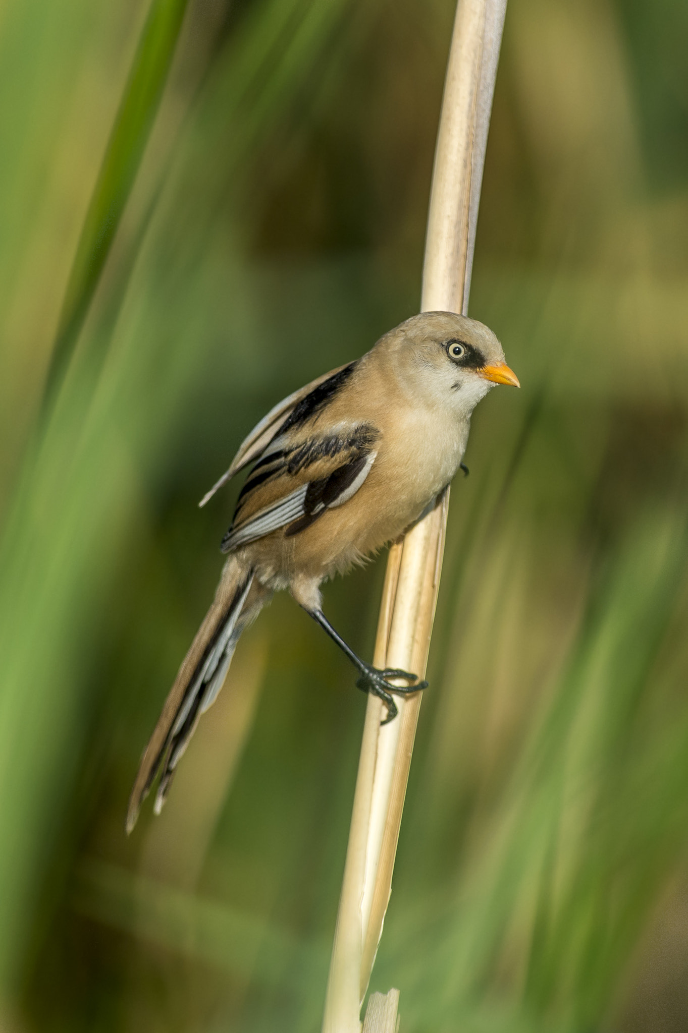Nikon AF-S Nikkor 300mm F2.8G ED VR II sample photo. Bearded tit photography