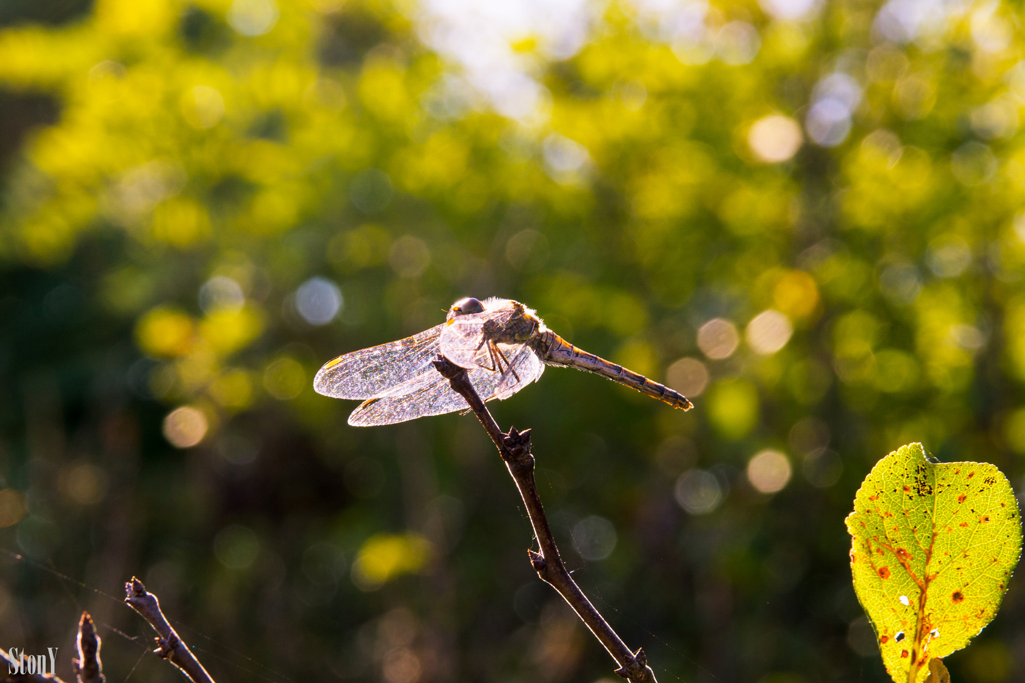 Sony a6000 + Tamron 18-270mm F3.5-6.3 Di II PZD sample photo. Dragonfly photography