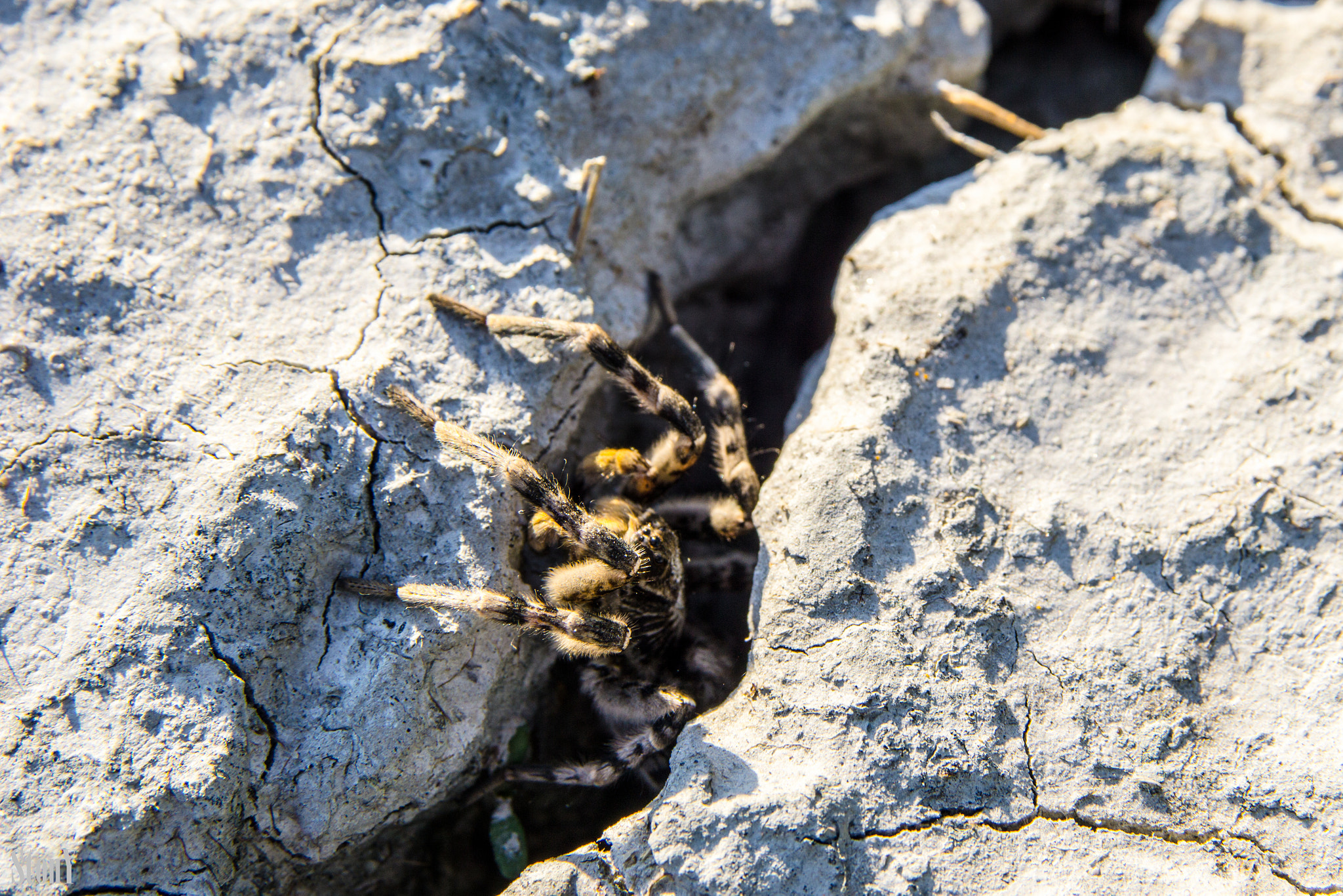 Tamron 18-270mm F3.5-6.3 Di II PZD sample photo. Spider photography