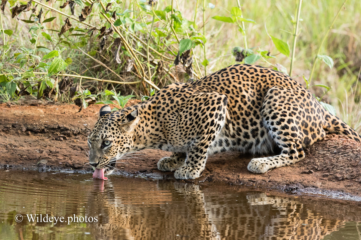 Canon EF 600mm F4L IS II USM sample photo. Leopard photography