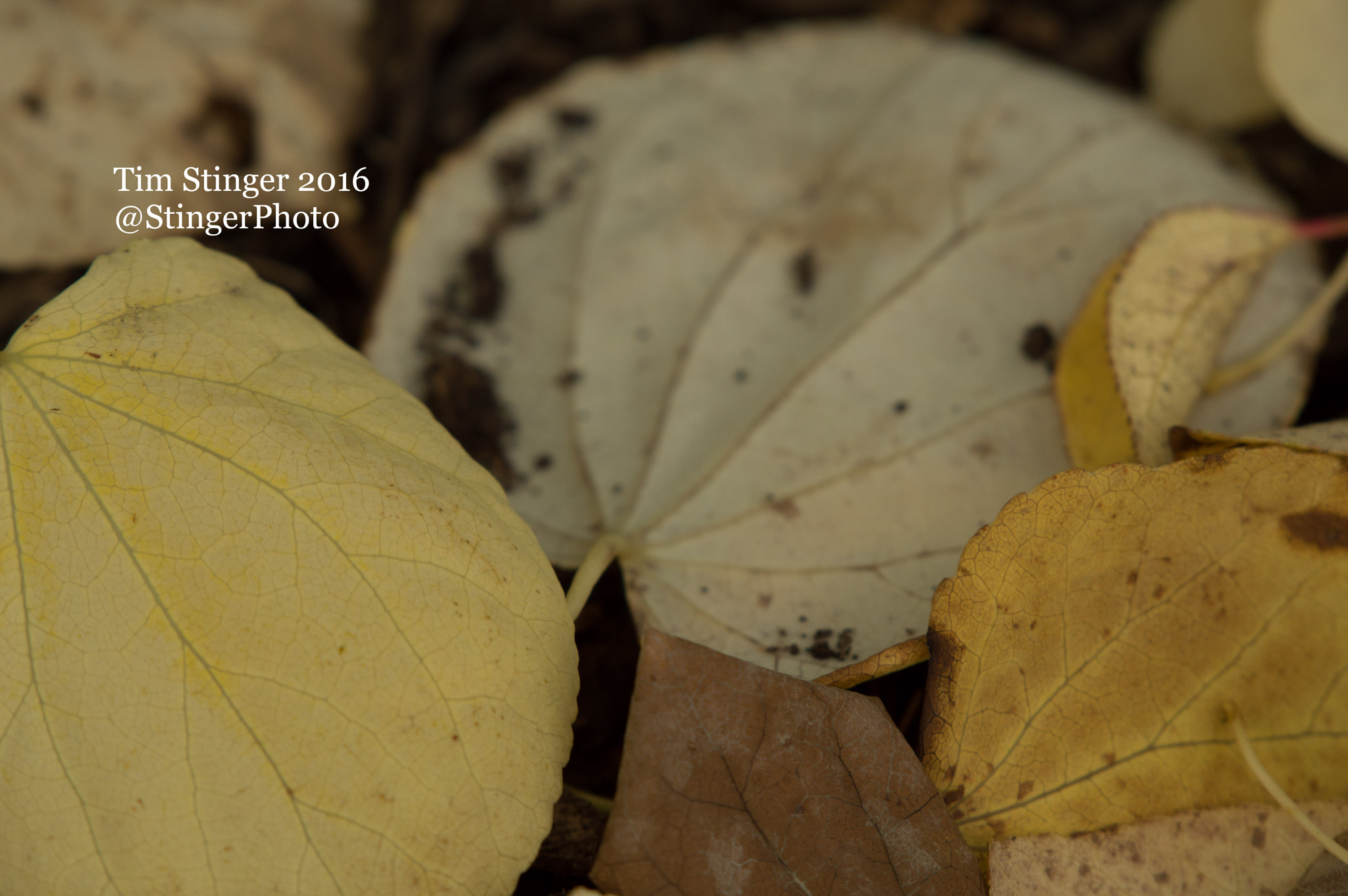 Nikon AF-S Nikkor 200-500mm F5.6E ED VR sample photo. Katsura tree leaves (1) photography