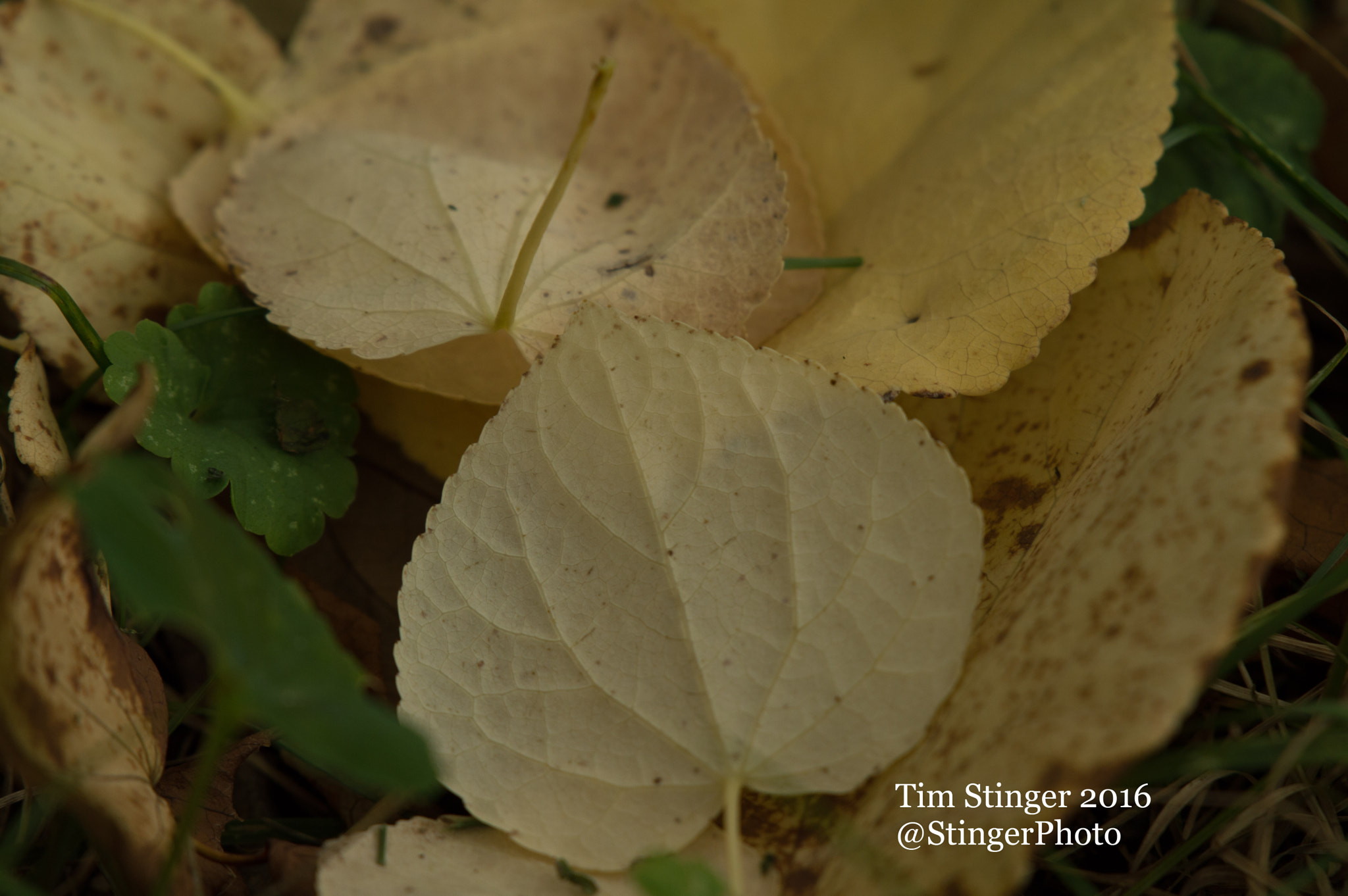 Nikon AF-S Nikkor 200-500mm F5.6E ED VR sample photo. Katsura tree leaves (2) photography