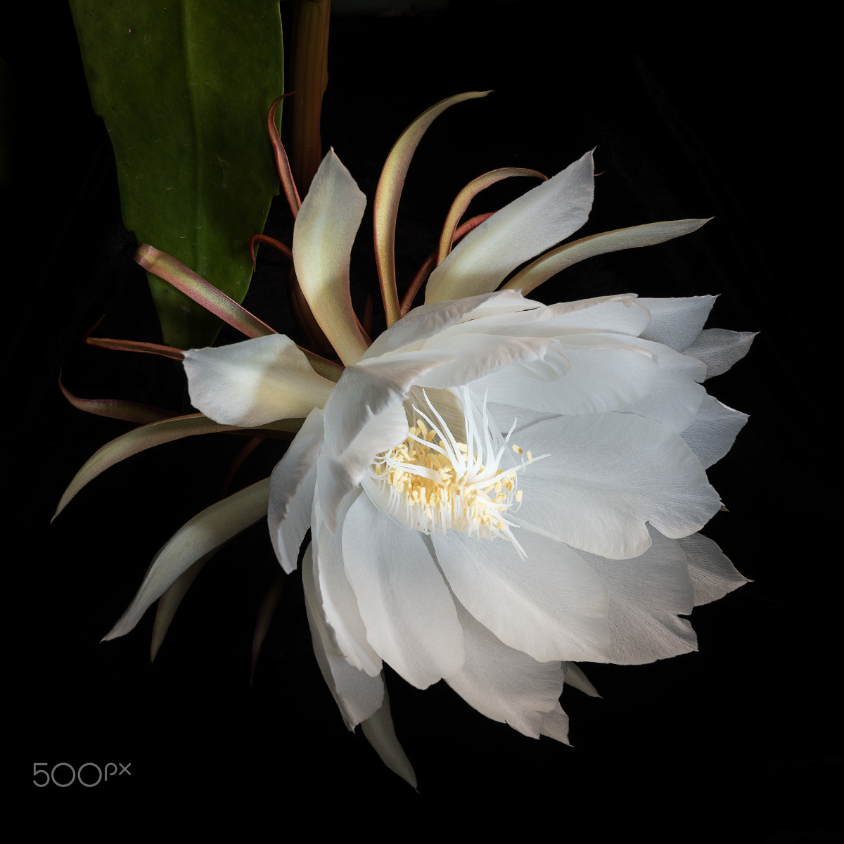 Sony Alpha a99 sample photo. Blooming in light  vii photography