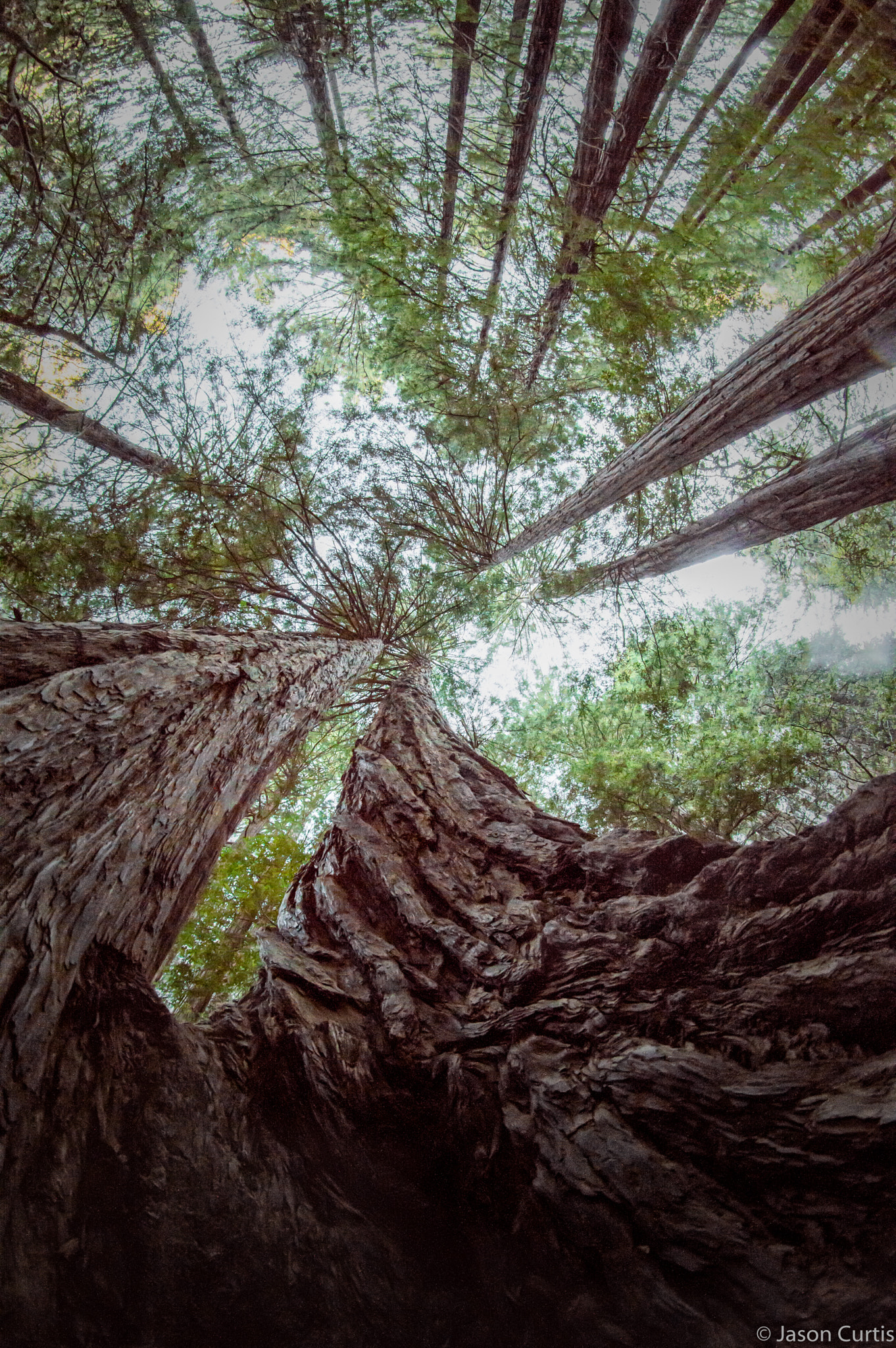 Nikon D3200 sample photo. Redwood sky photography