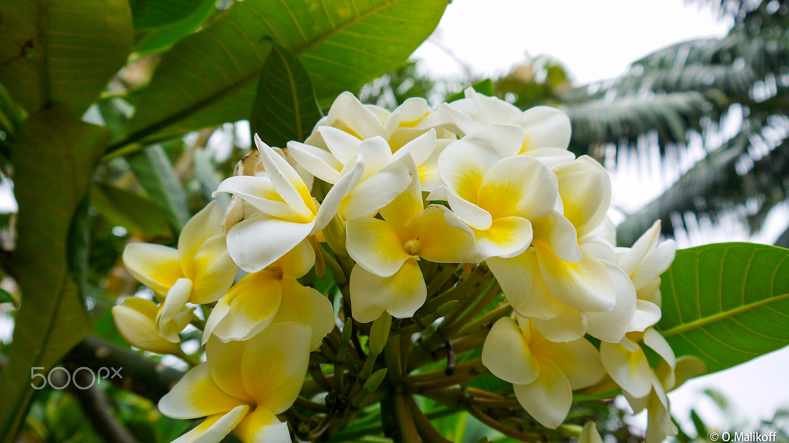 Panasonic Lumix DMC-G2 sample photo. Flowers.jpg photography