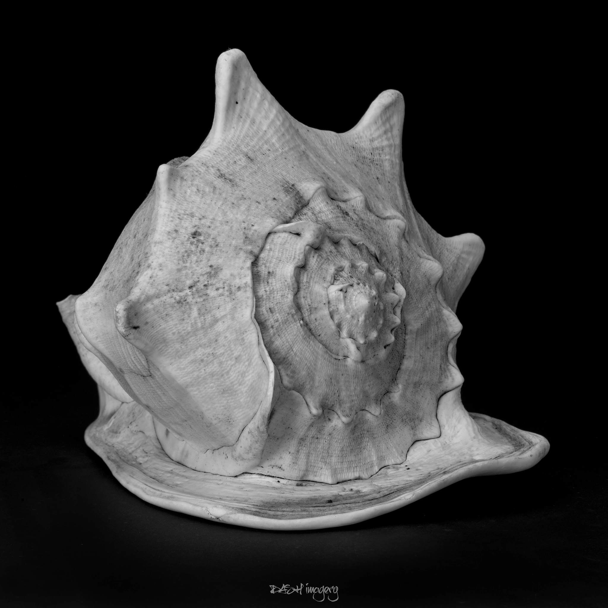 Hasselblad H3D + HC 50-110 sample photo. Conch shell study i b&w photography