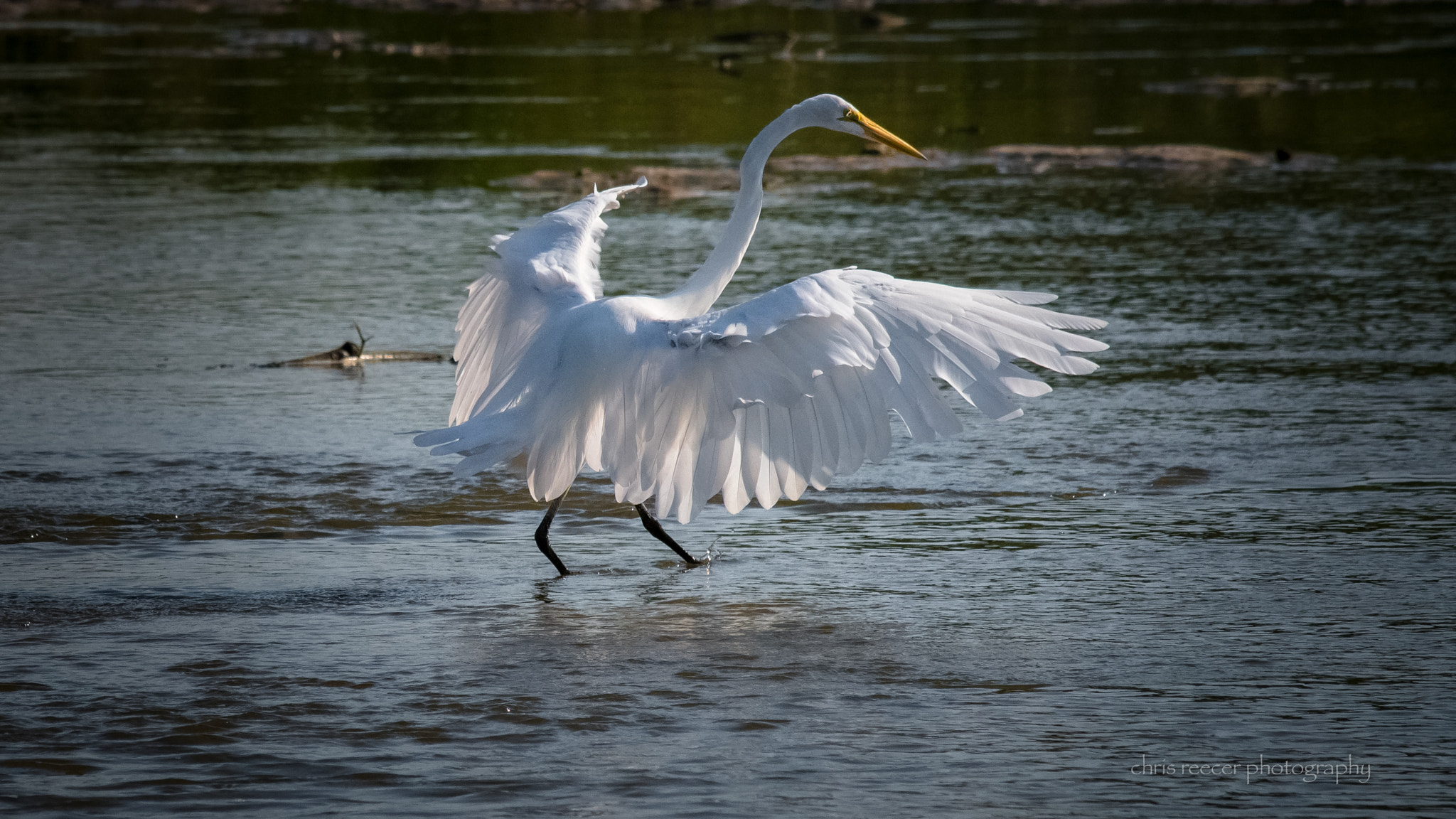 Nikon D500 sample photo. Putting the 'great' in great egret photography