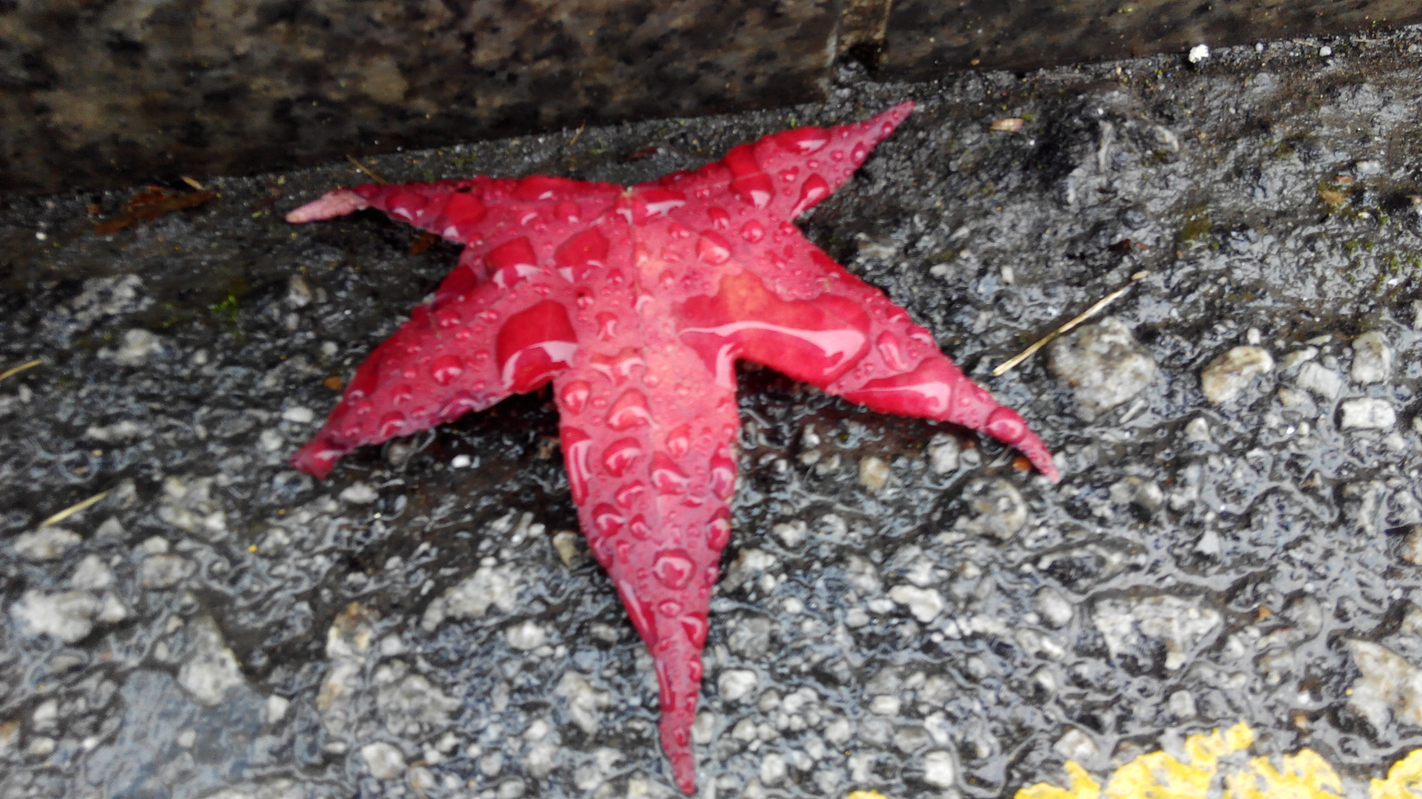 bq Aquaris E5 FHD sample photo. It's rainning time photography