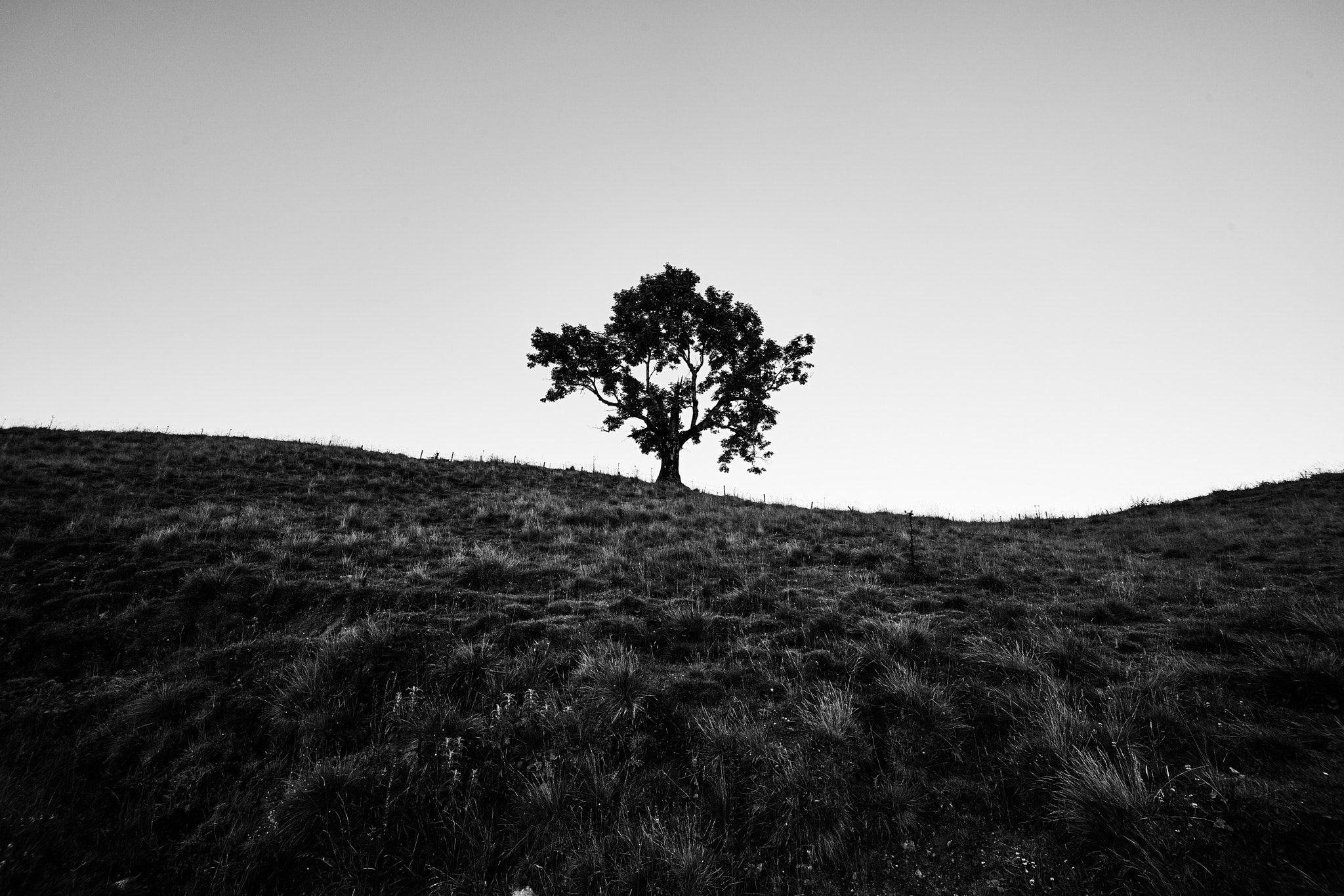 E 15mm F4.5 sample photo. Lonely tree photography