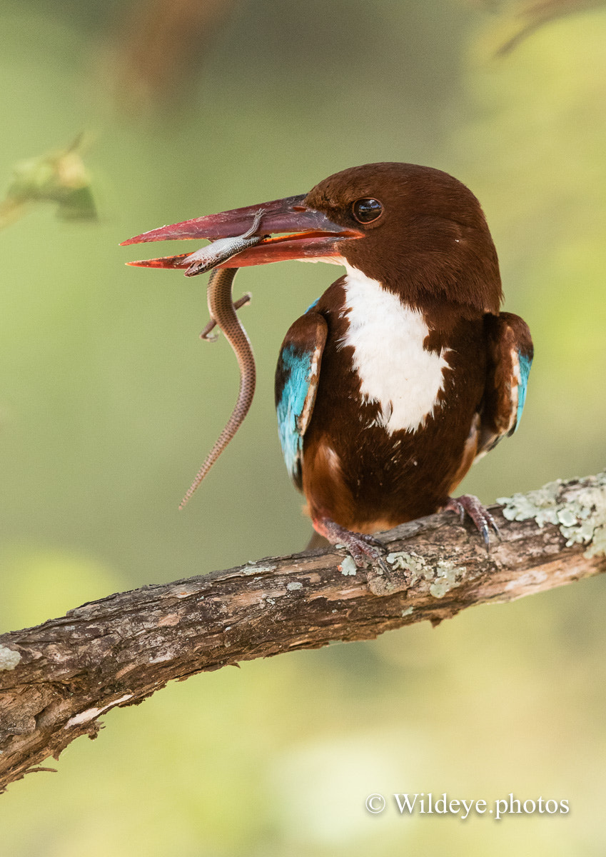 Canon EF 600mm F4L IS II USM sample photo. White-throated kingfisher photography