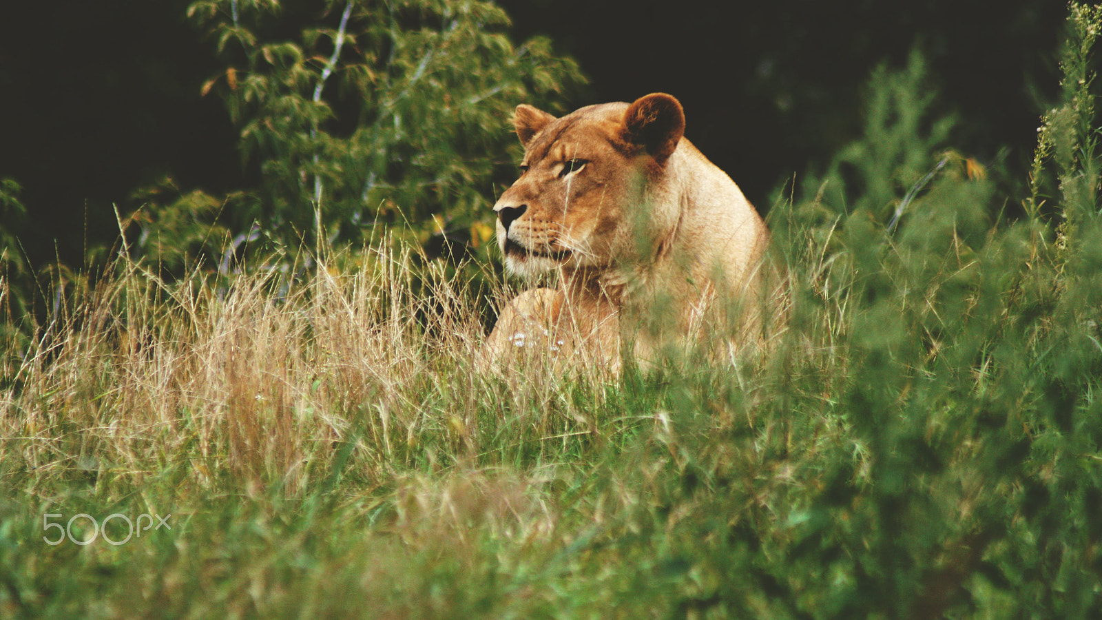 Canon EOS 450D (EOS Rebel XSi / EOS Kiss X2) sample photo. Lioness// photography